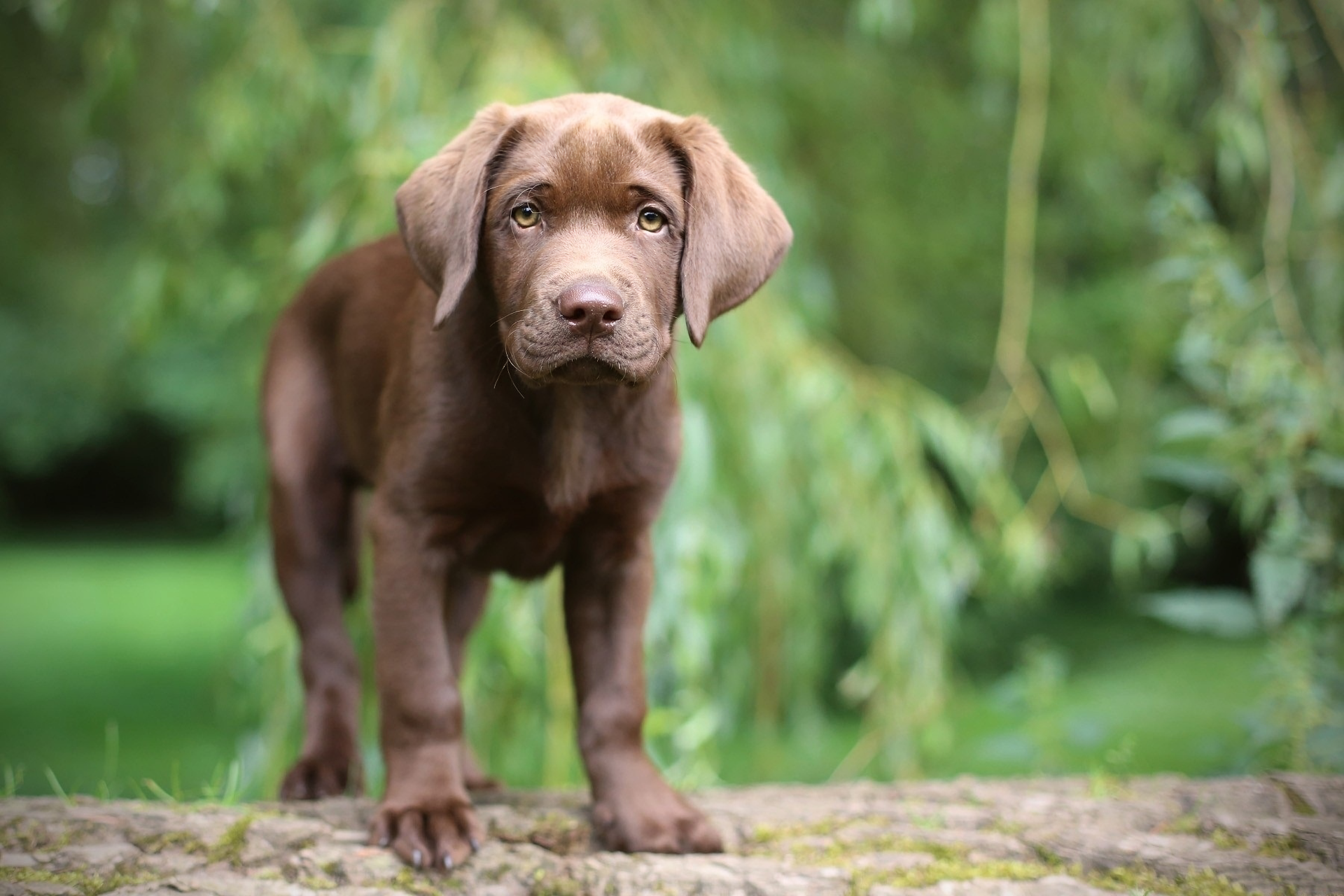 Chocolate Lab Puppy