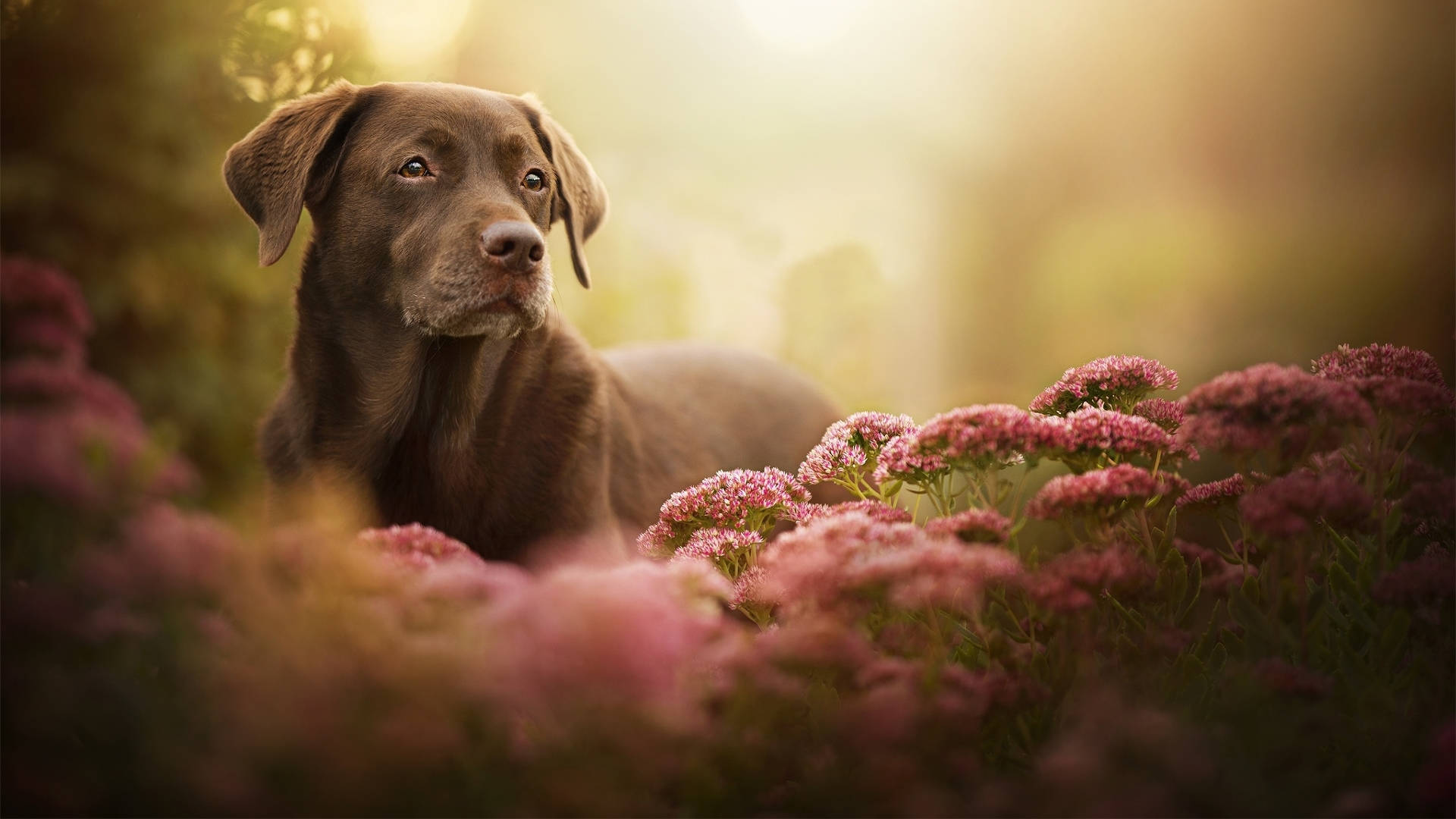 Download Aesthetic Brown Labrador Wallpaper
