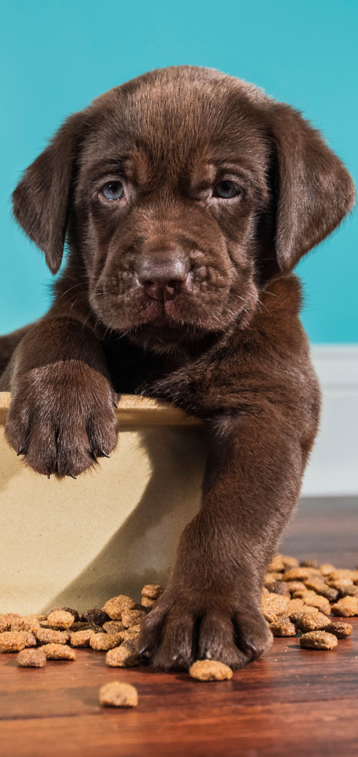 Chocolate Labrador wallpaper for desktop, download free Chocolate Labrador picture and background for PC