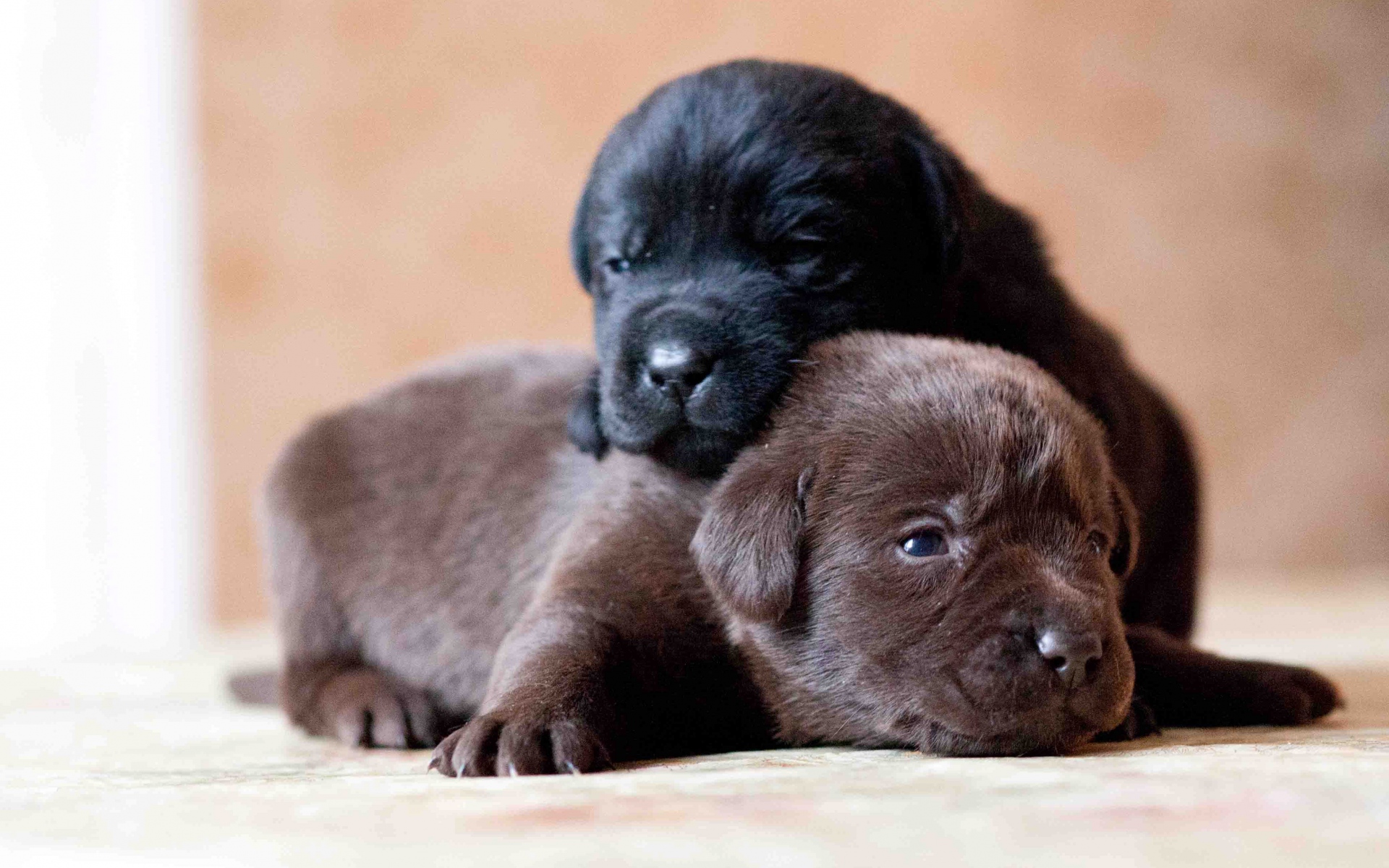 Adorable Labrador Puppies: A