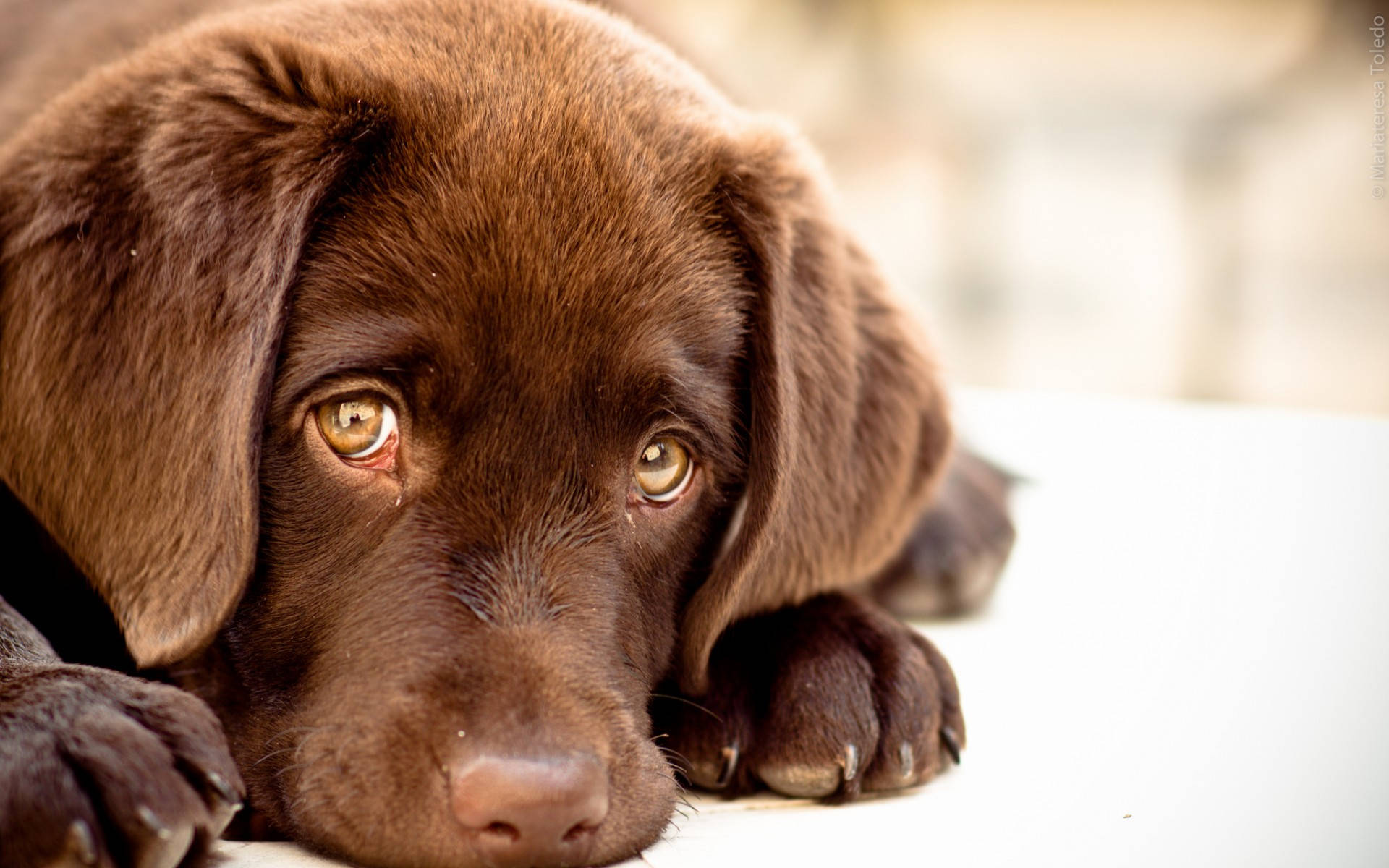 Download Adorable Labrador Retriever Dog Sad Eyes Wallpaper