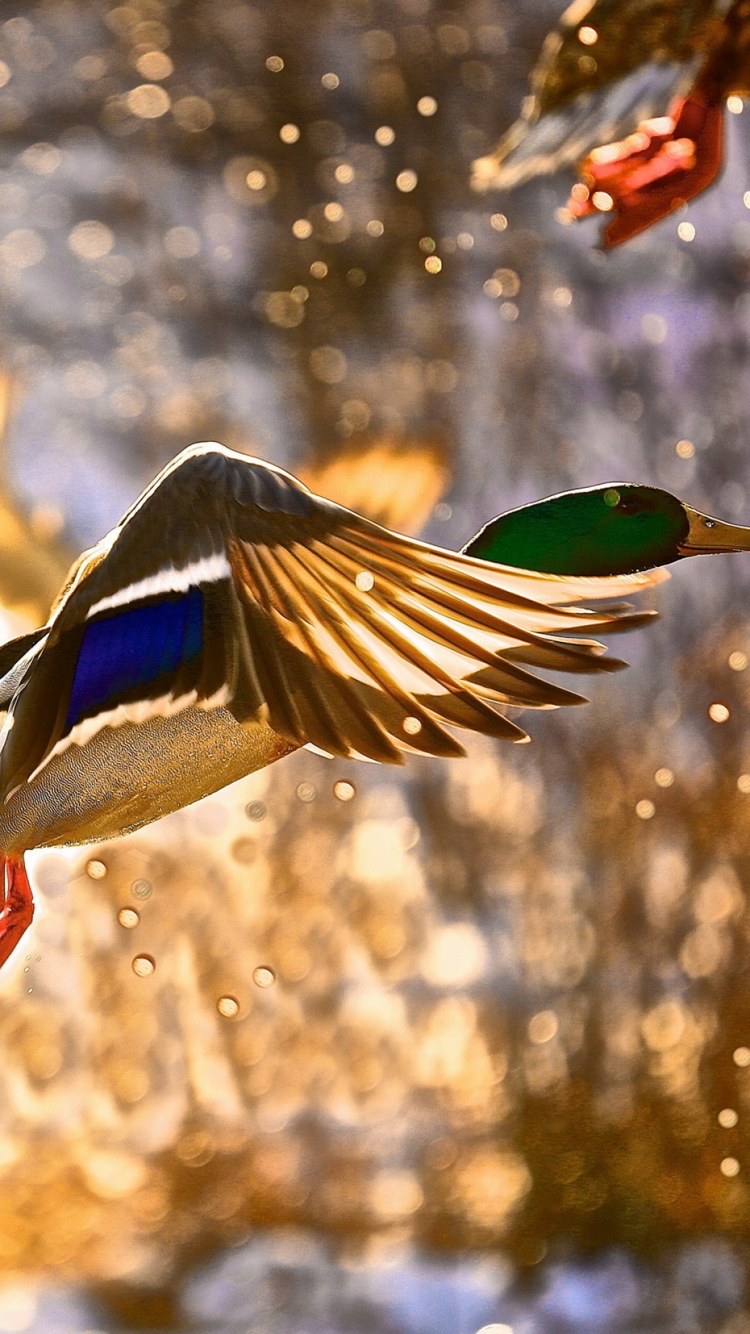 Wallpaper Duck, flight, drops, sun, Animals