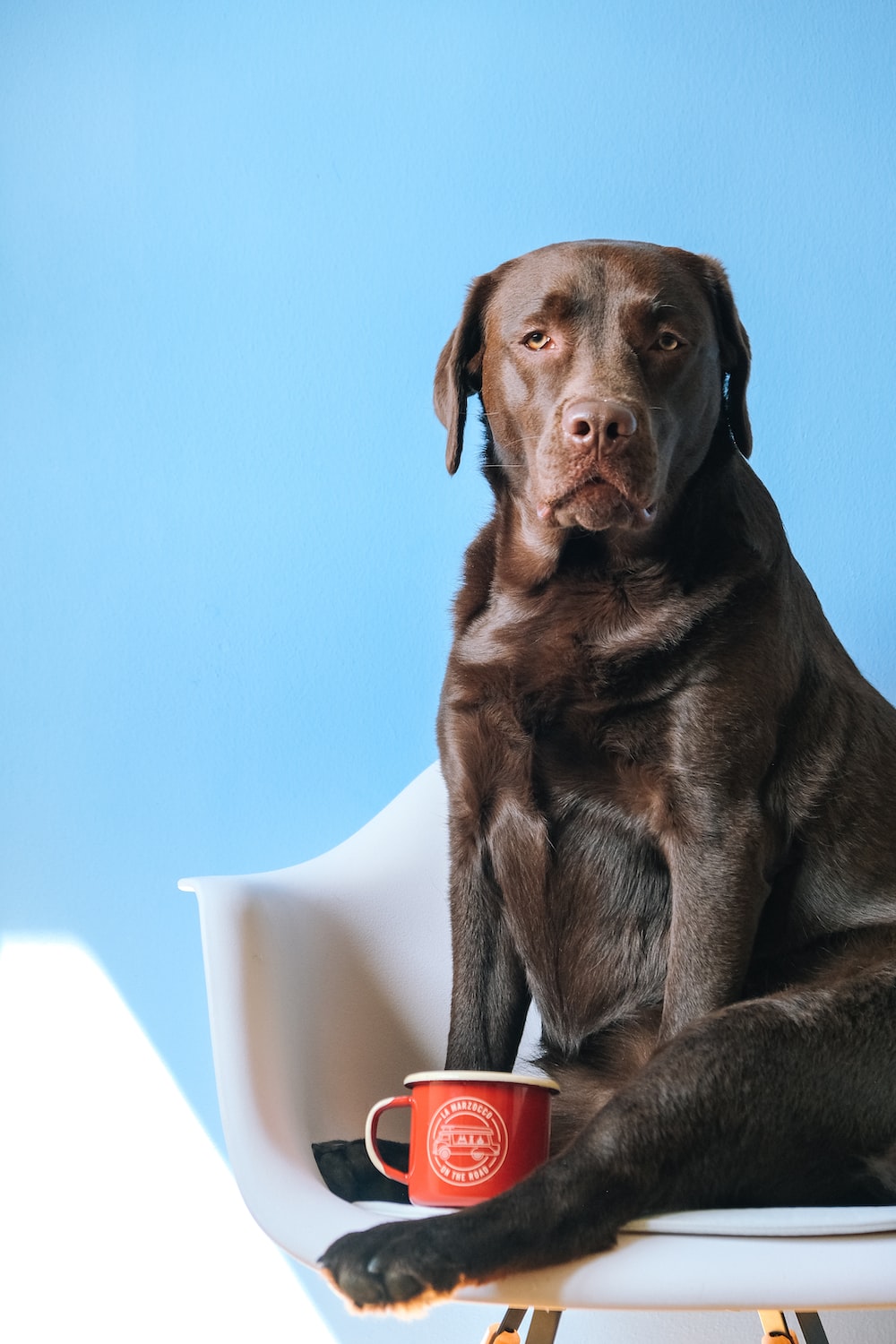 Labrador Picture. Download Free Image