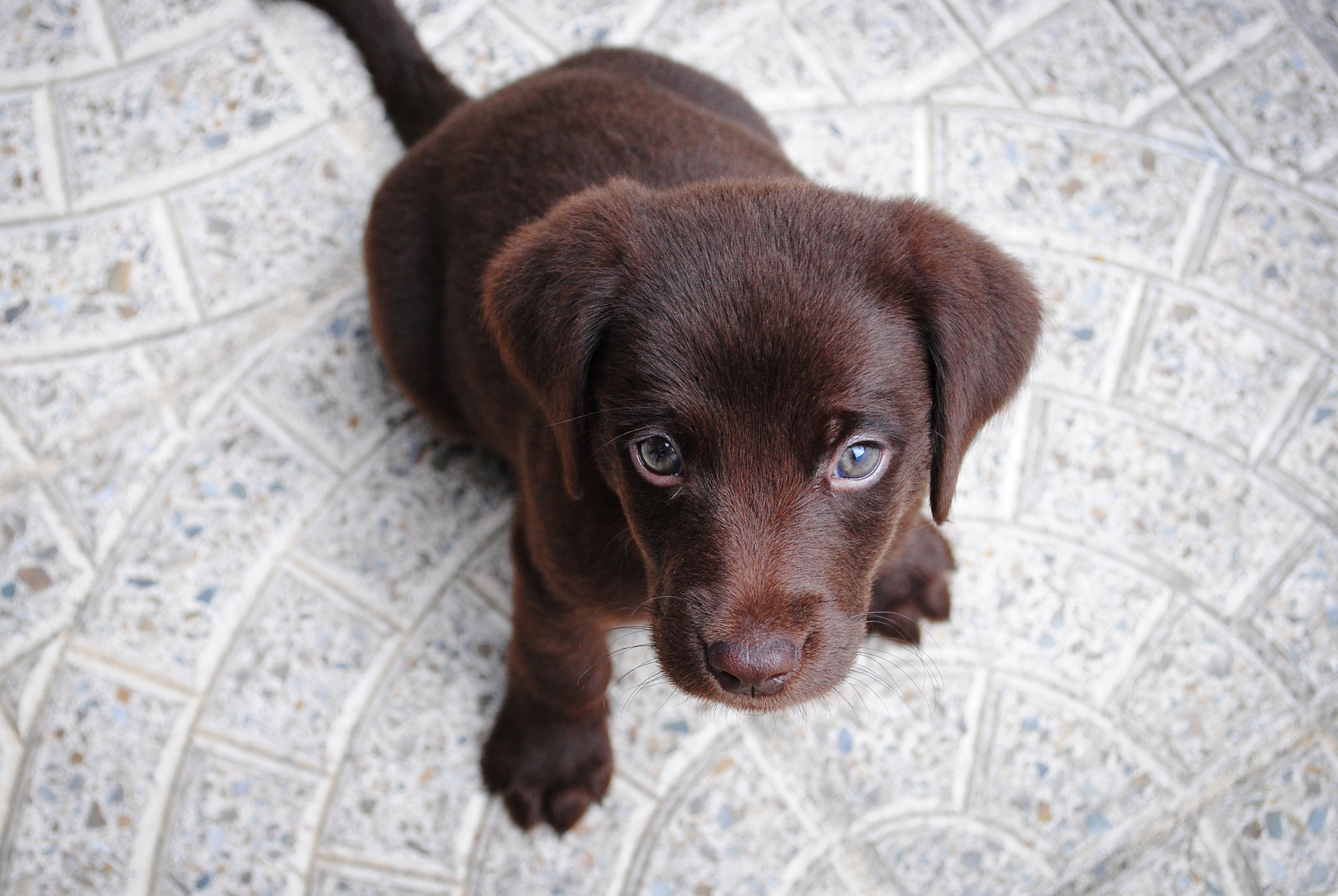 Photos Puppy Labrador Retriever Dogs From above animal 3534x2366