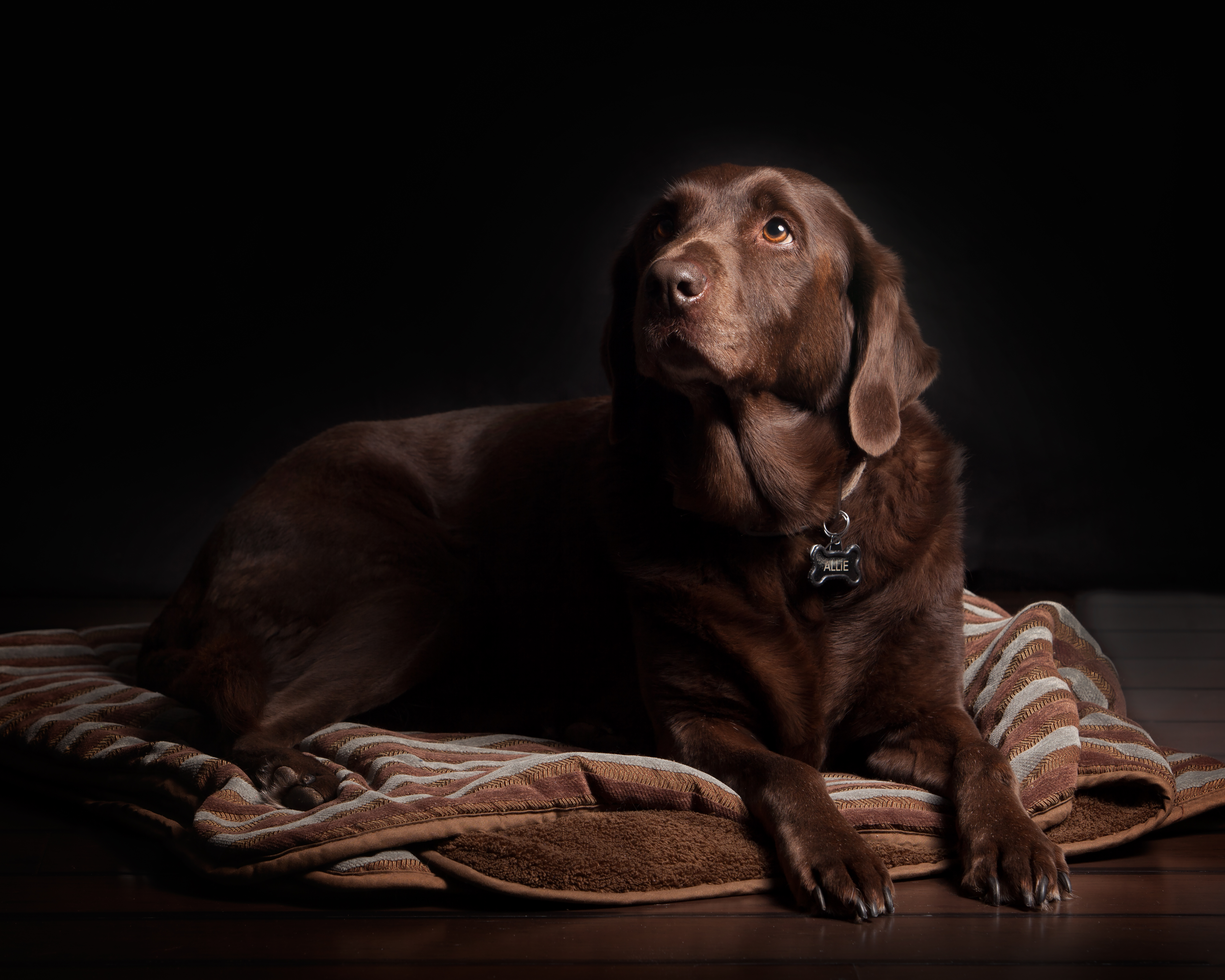 Chocolate Labrador Retriever