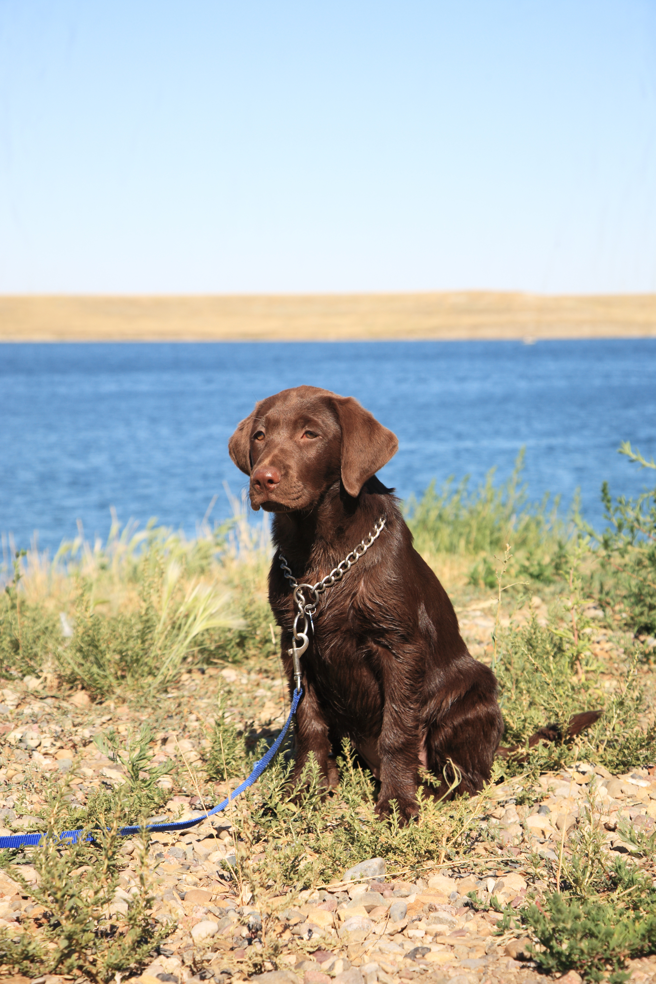 Female Chocolate Lab Mural Your Way