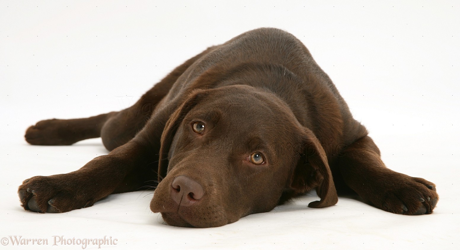 Dog: Young chocolate Labrador Retriever photo WP15064