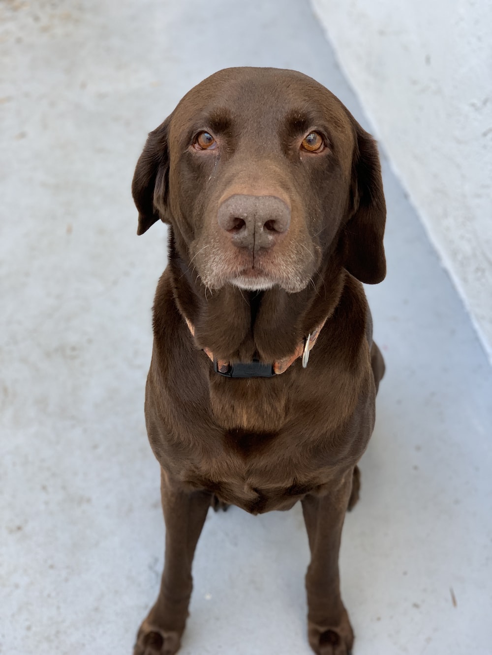 Labrador Picture. Download Free Image