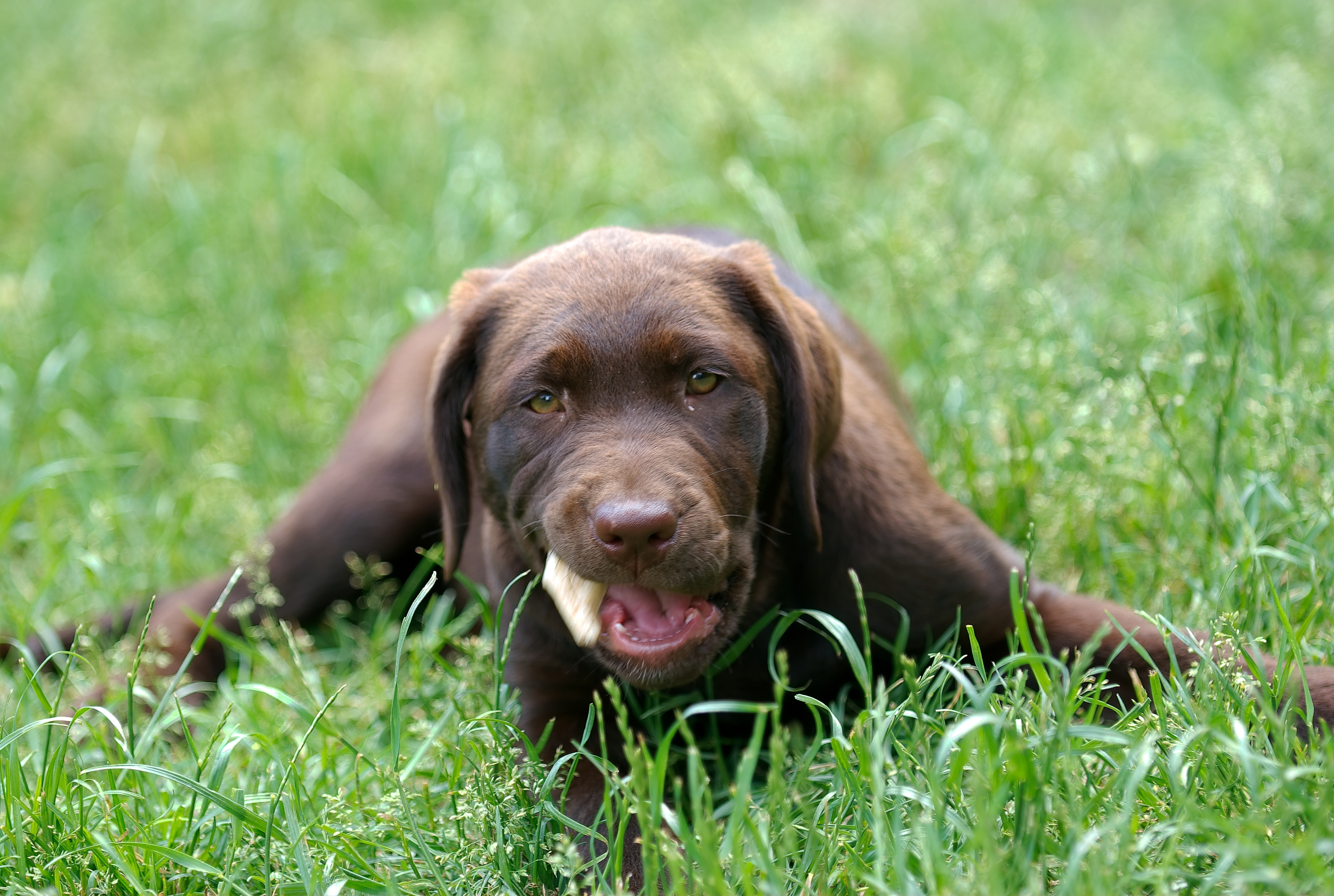 Wallpaper Chocolate Lab Stud Service Chocolate Labrador Field Lab Puppies Lab Breeders Image