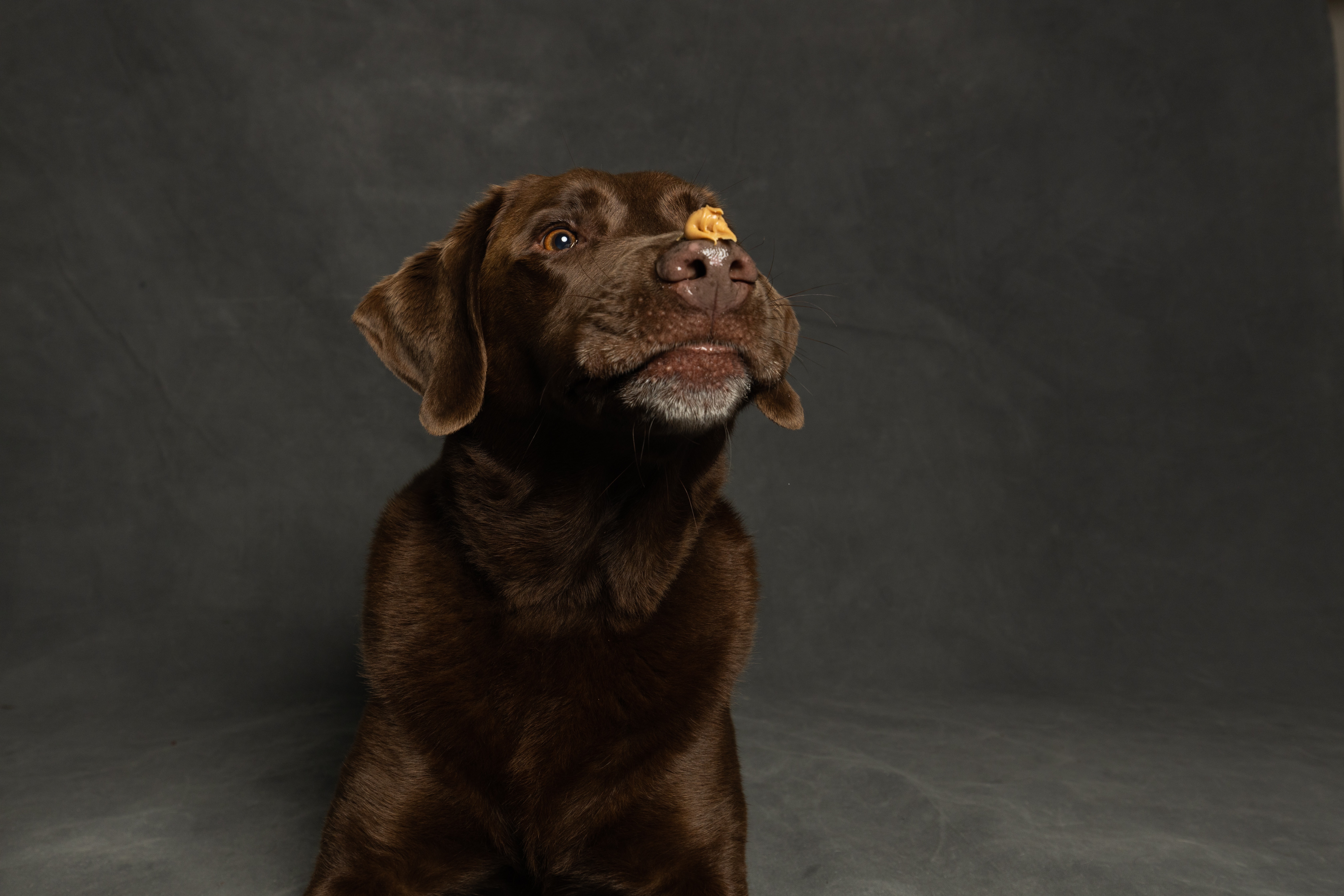 Photograph of a Brown Labrador Retriever · Free