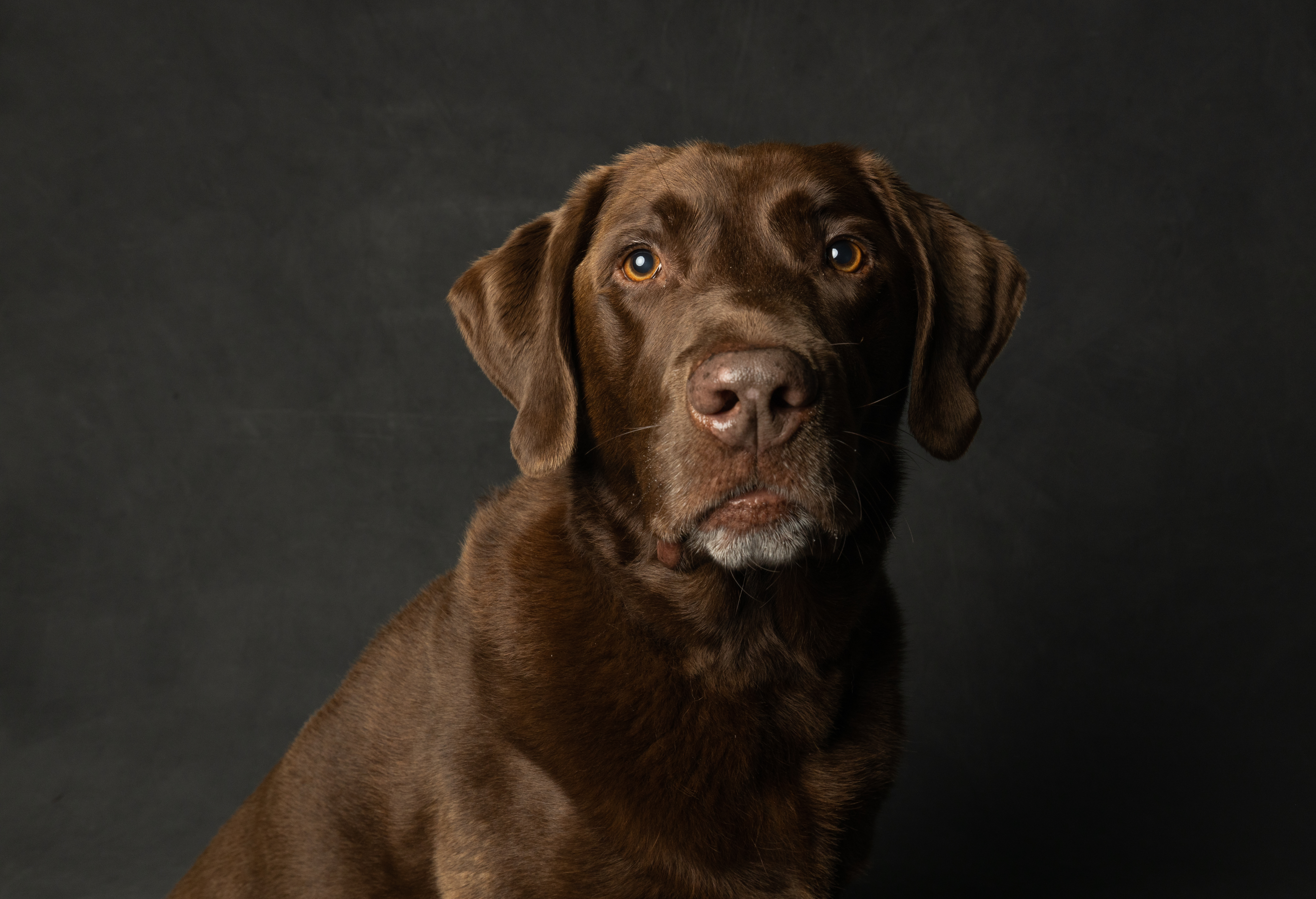 Chocolate labrador retriever dog · Free