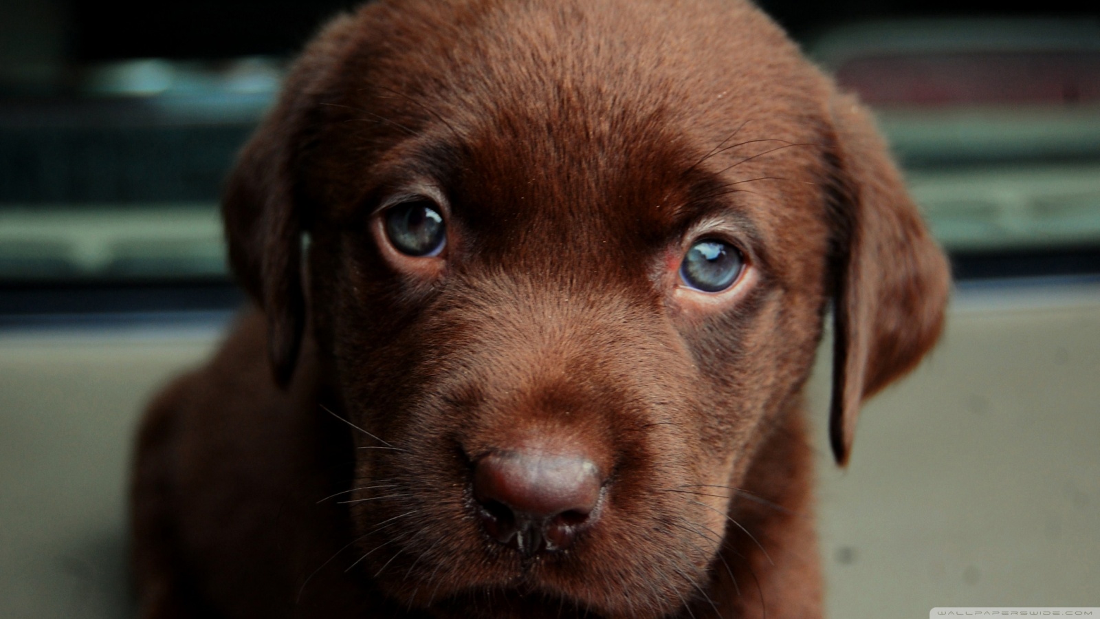Chocolate Puppy Ultra HD Desktop Background Wallpaper for 4K UHD TV, Tablet