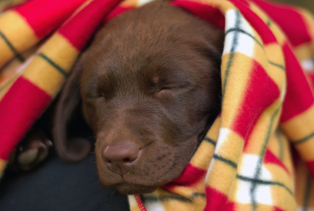 12 Week Old Choclolate Labrador Retriever