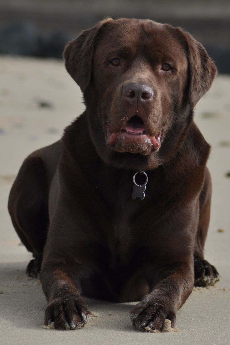 The best collection of Labrador Retriever dog picture Animals Wallpaper Aesthetic Dog Tattoo. Labrador, Labrador retriever dog, Labrador dog