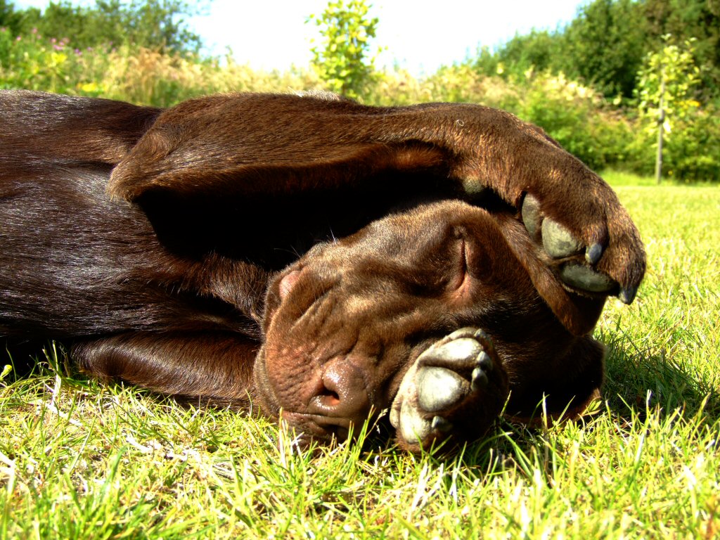 Chocolate Lab Picture Wallpaper