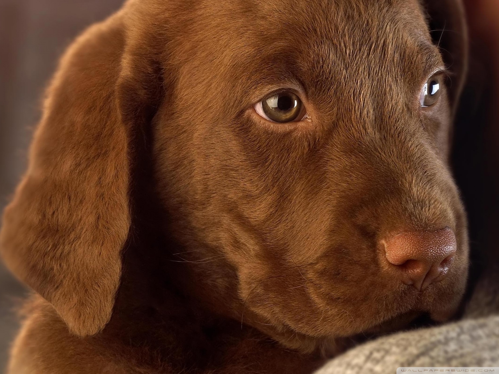 Cute Labrador Puppy Ultra HD Desktop Background Wallpaper for 4K UHD TV, Tablet