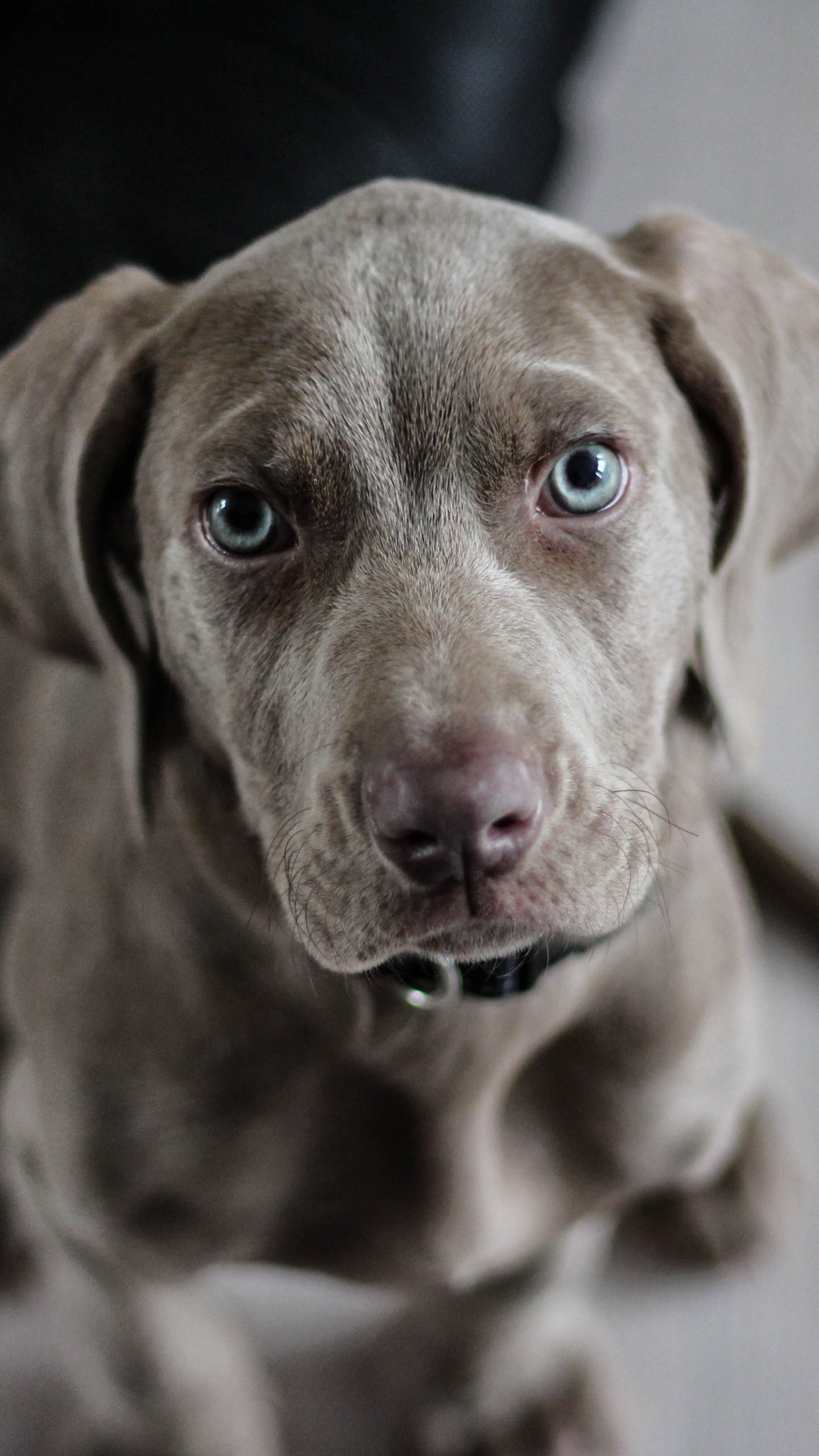 Brown Lab Wallpaper, Android & Desktop Background
