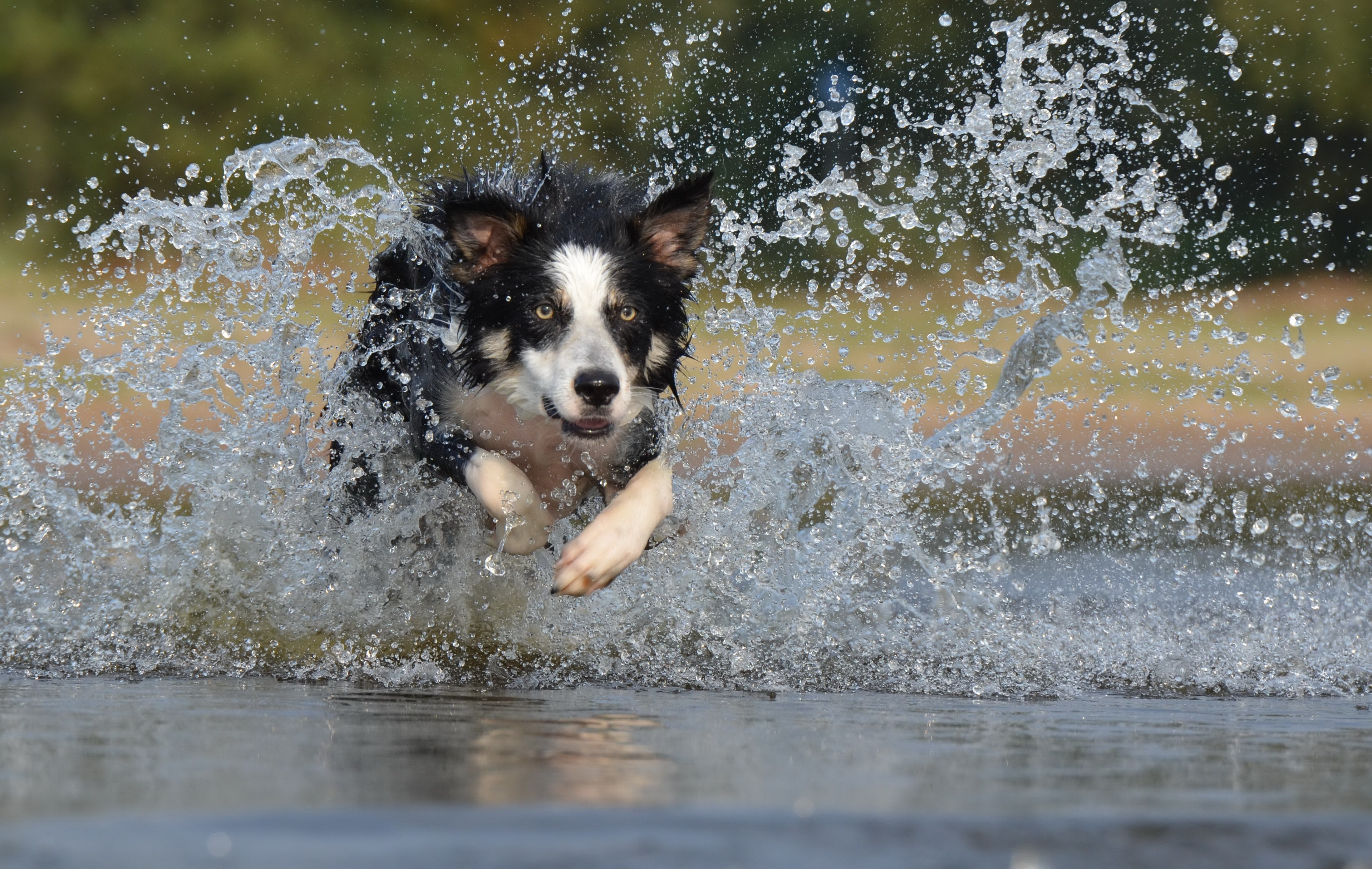 Border Collie Dog Photo, Download The BEST Free Border Collie Dog & HD Image