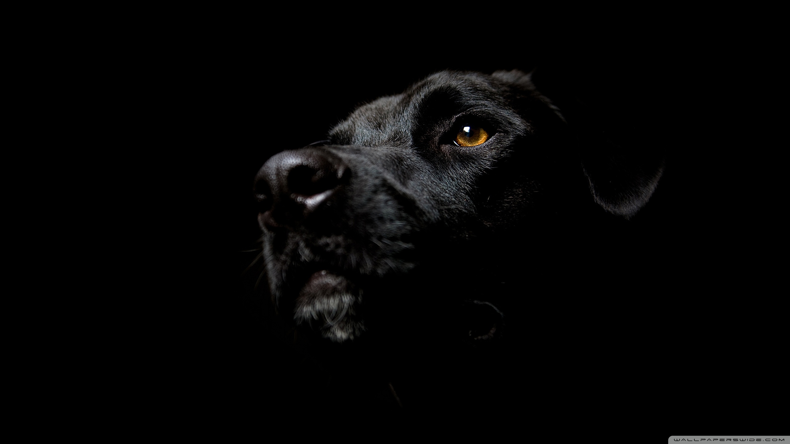 Black Dog Ultra HD Desktop Background Wallpaper for 4K UHD TV, Tablet