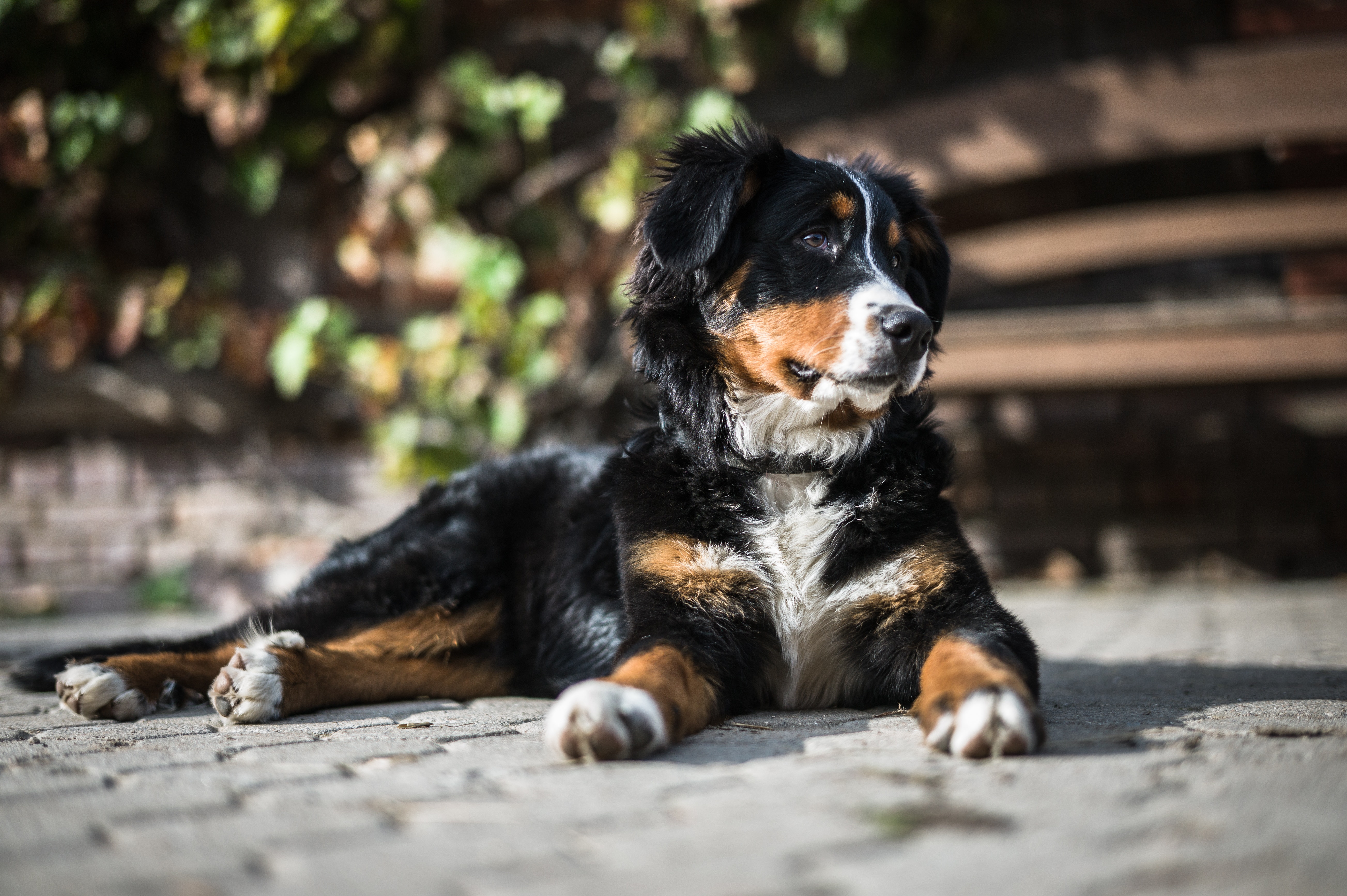 Bernese Mountain Dog Photo, Download The BEST Free Bernese Mountain Dog & HD Image