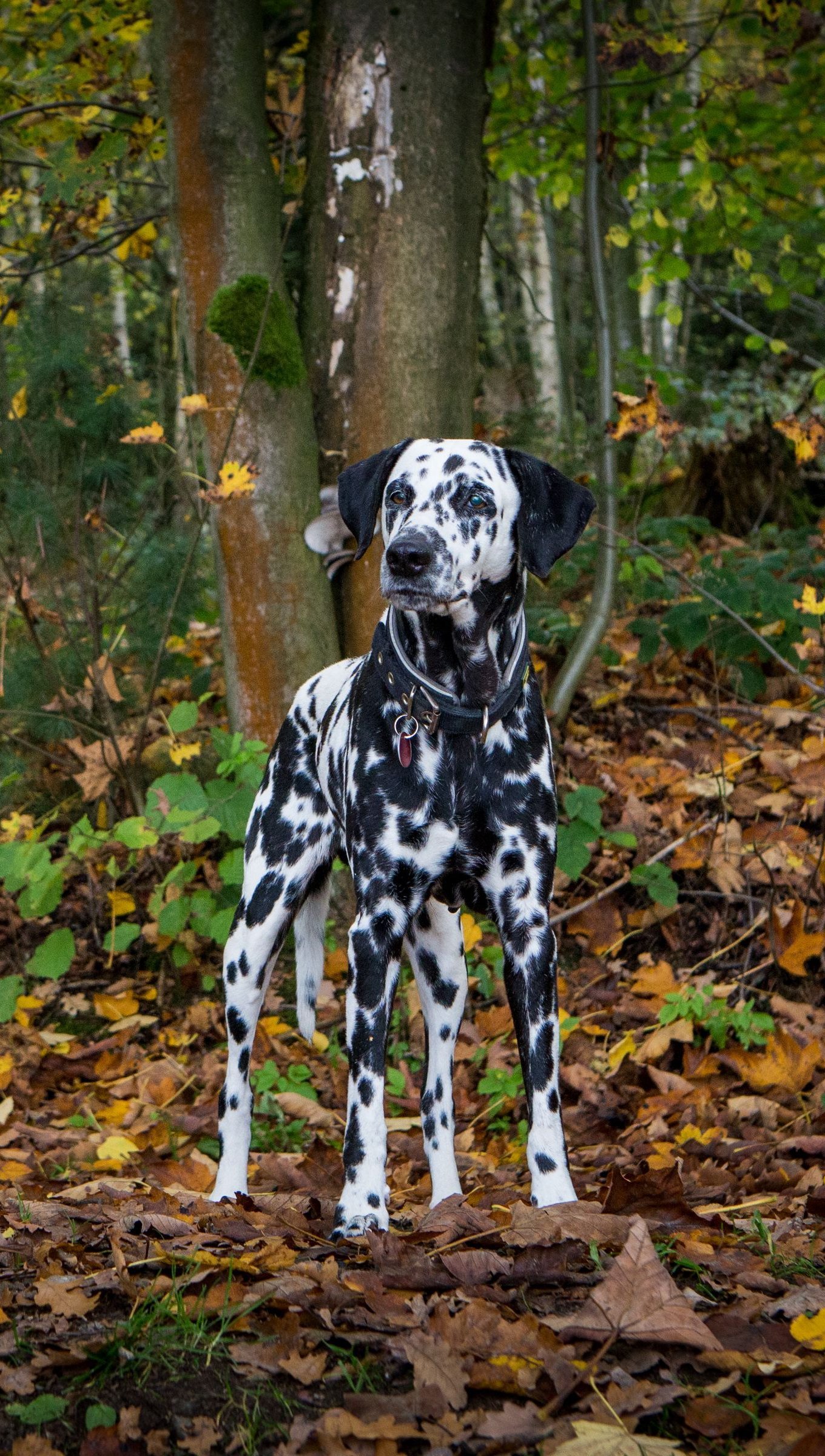 Dalmatian dog in forest Wallpaper 4k for iPhone and Mobile Phone