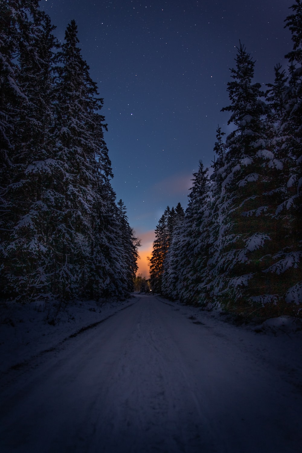 Winter Forest Picture. Download Free Image