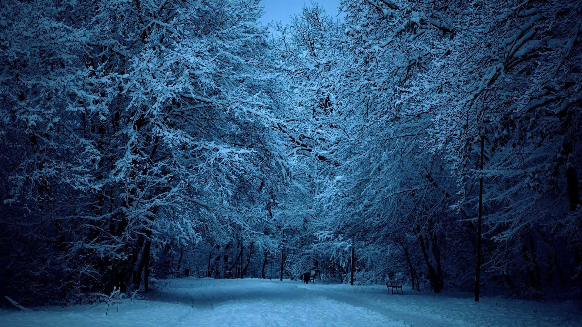 Download The Magical Beauty of Winter Forests