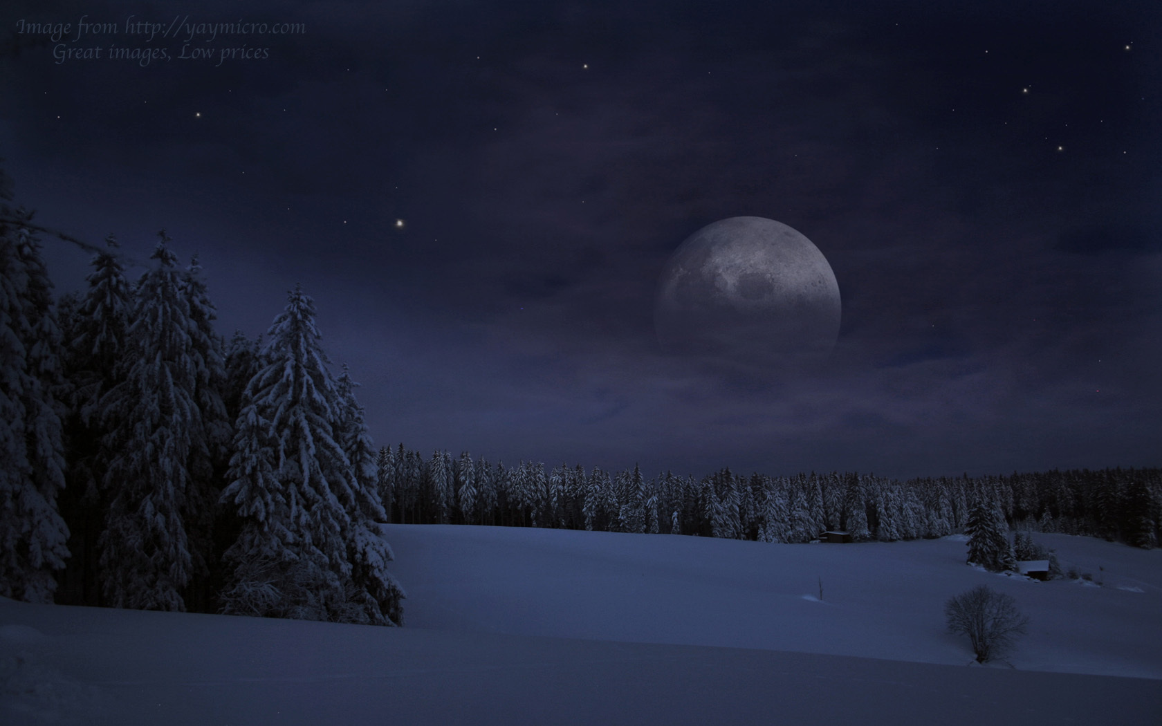 Winter forest at night Pack Photo