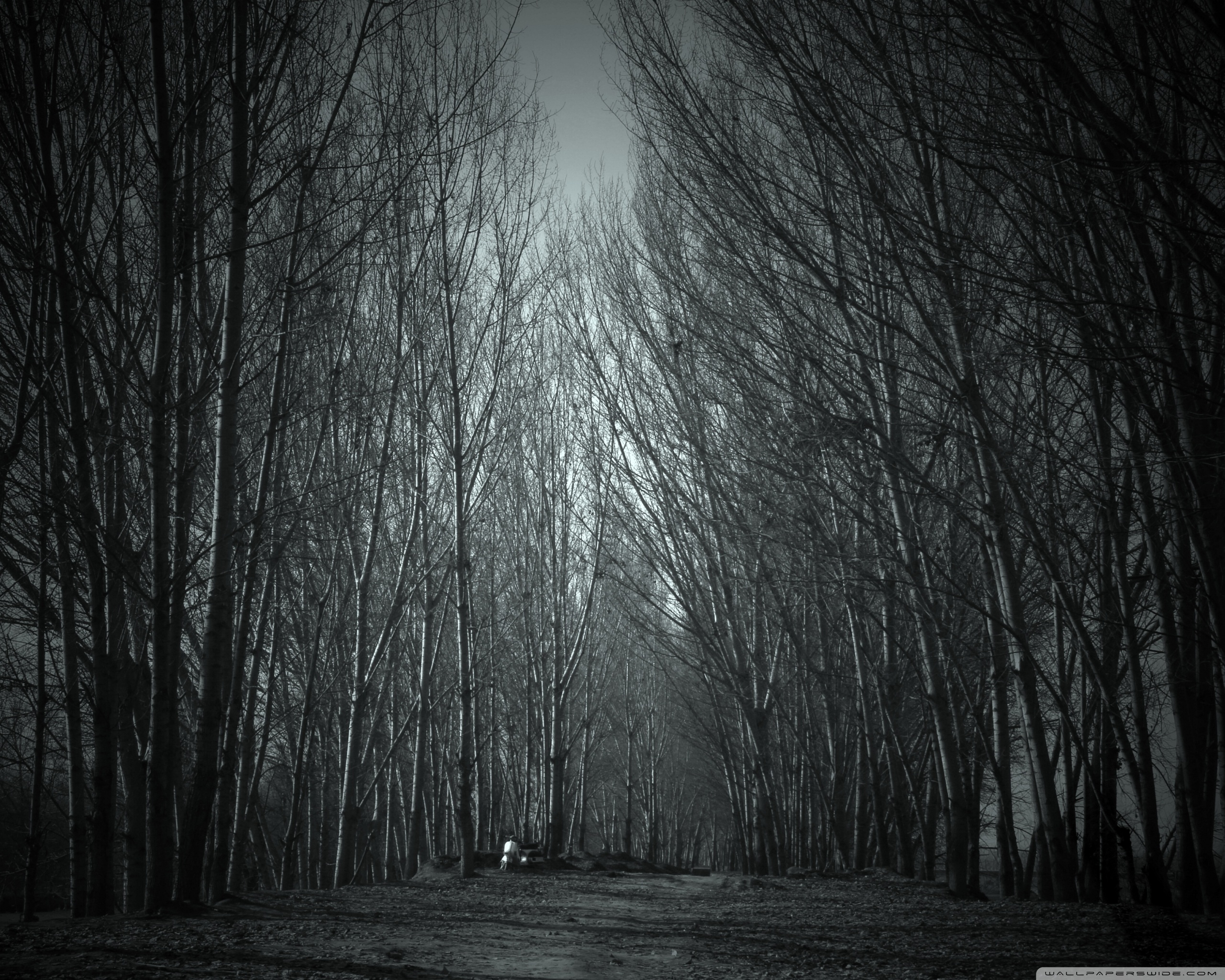 Haunted Forest Ultra HD Desktop Background Wallpaper for: Multi Display, Dual Monitor, Tablet