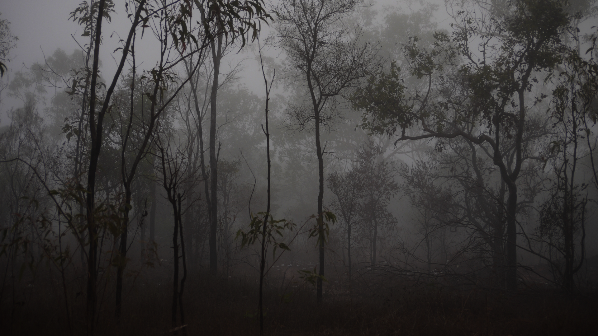 Animated Wallpaper for Halloween