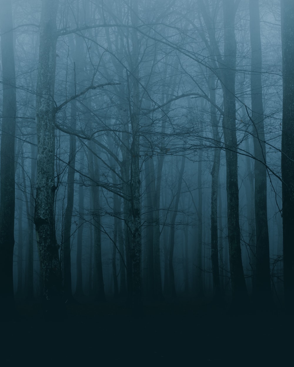 Scary Forest Picture. Download Free Image