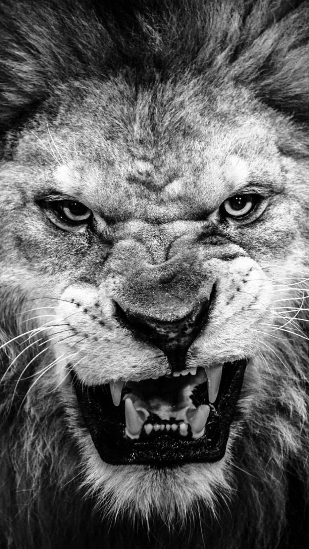 Angry Lion iPhone Grayscale Wallpaper