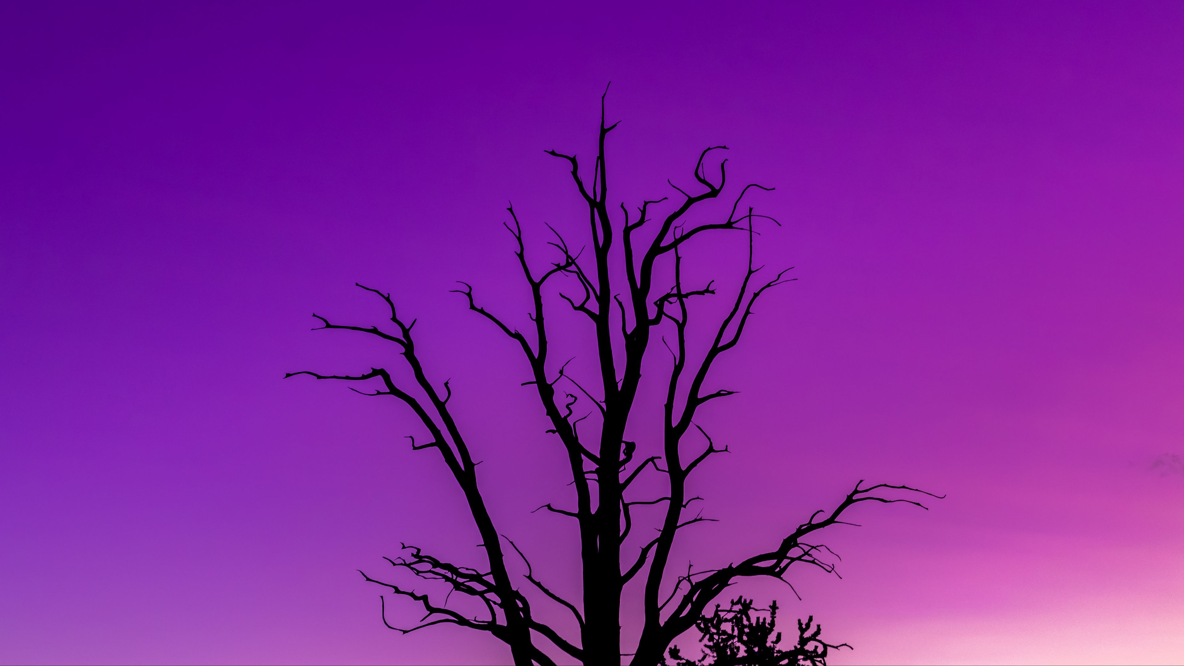 Download wallpaper 3840x2160 tree, sky, dusk, minimalism, purple 4k uhd 16:9 HD background