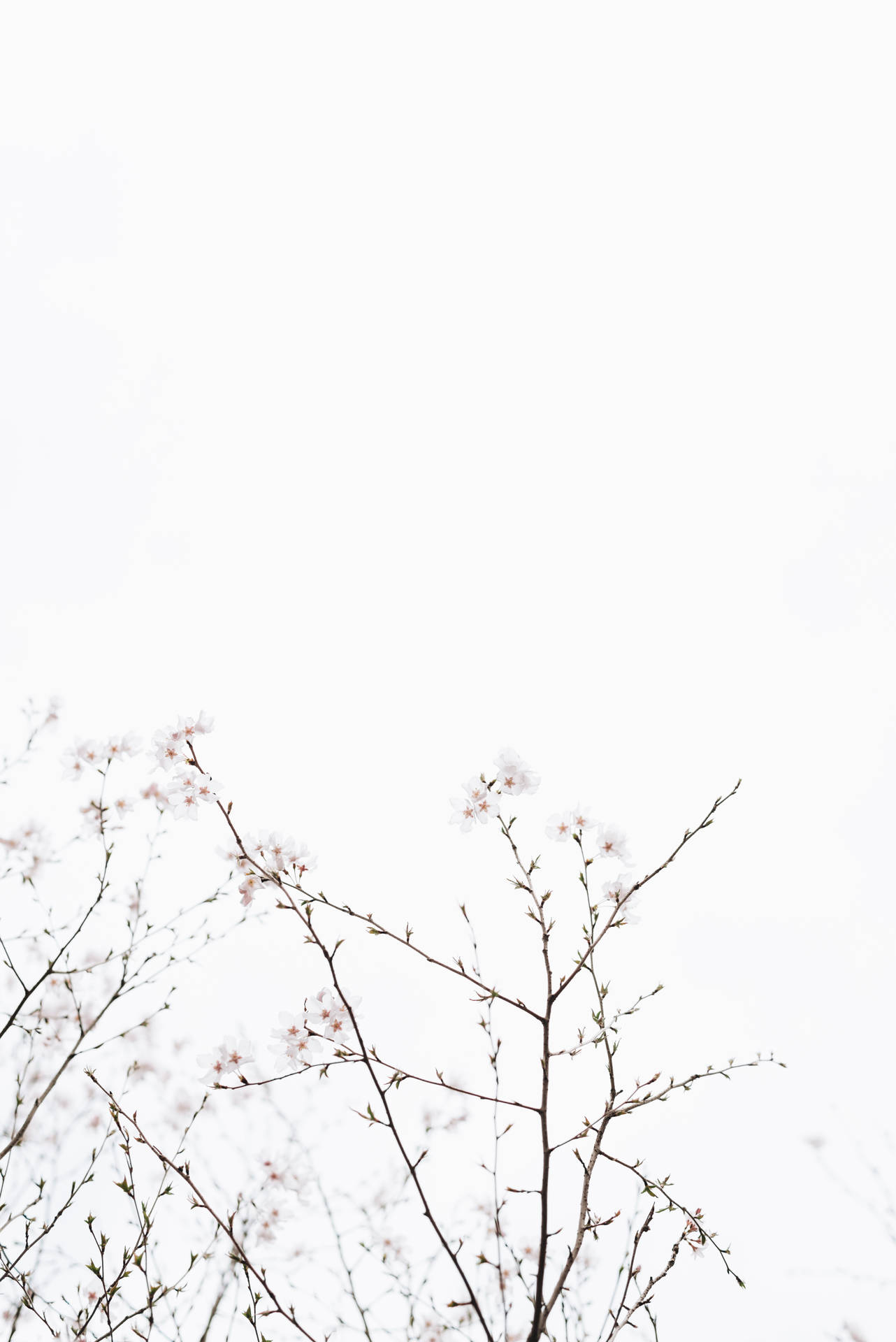 White Aesthetic Wallpaper Full HD, 4K Free to Use