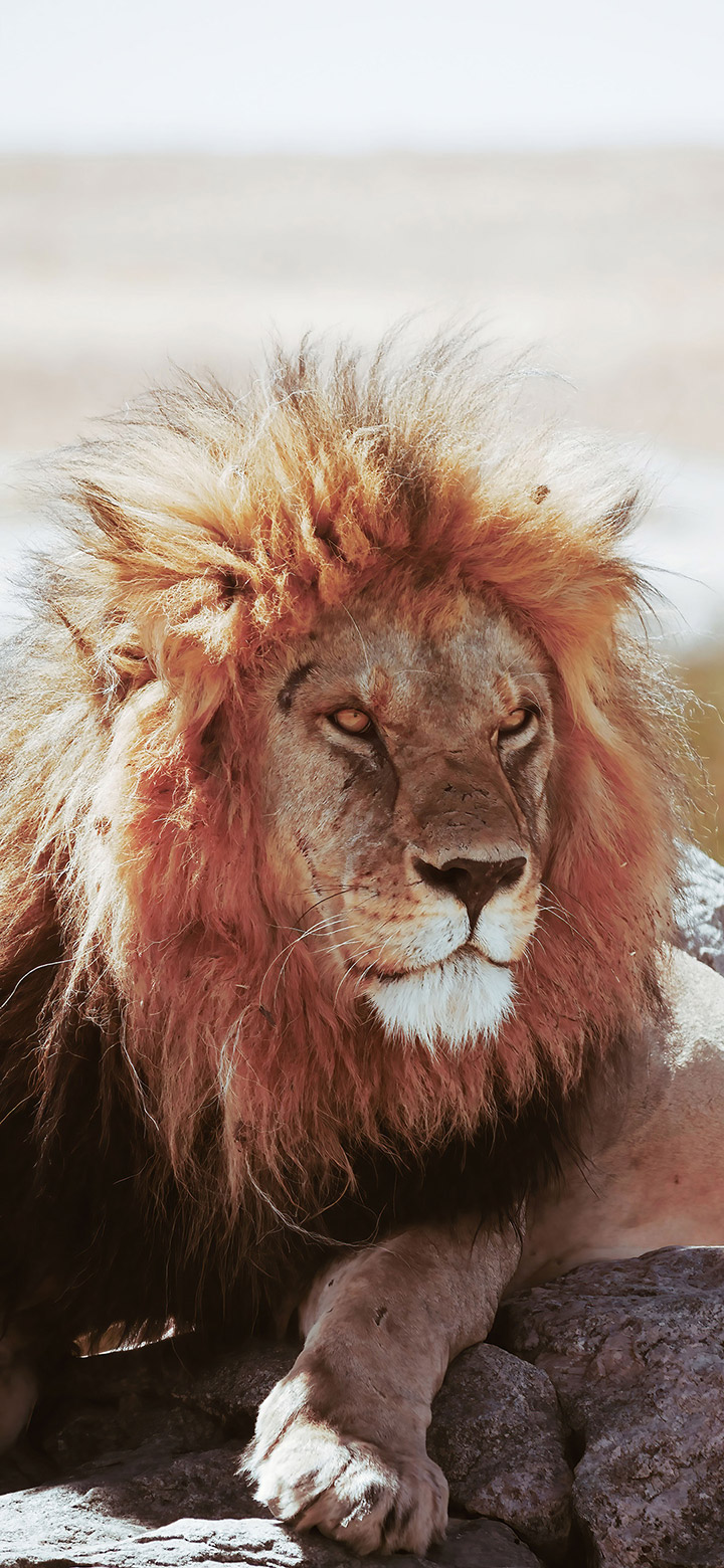 Brown Lion Angry Face 4K Phone Wallpaper