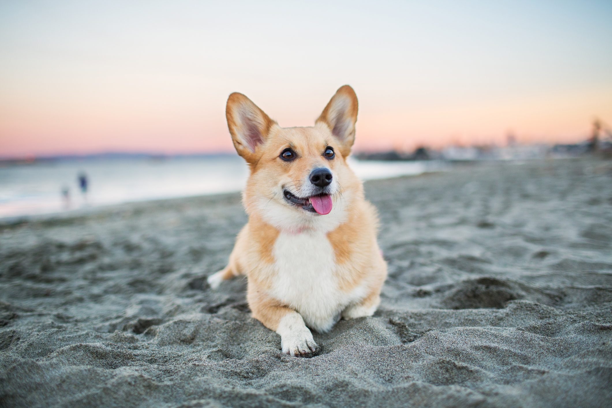 of the Cutest Corgi Picture. Reader's Digest