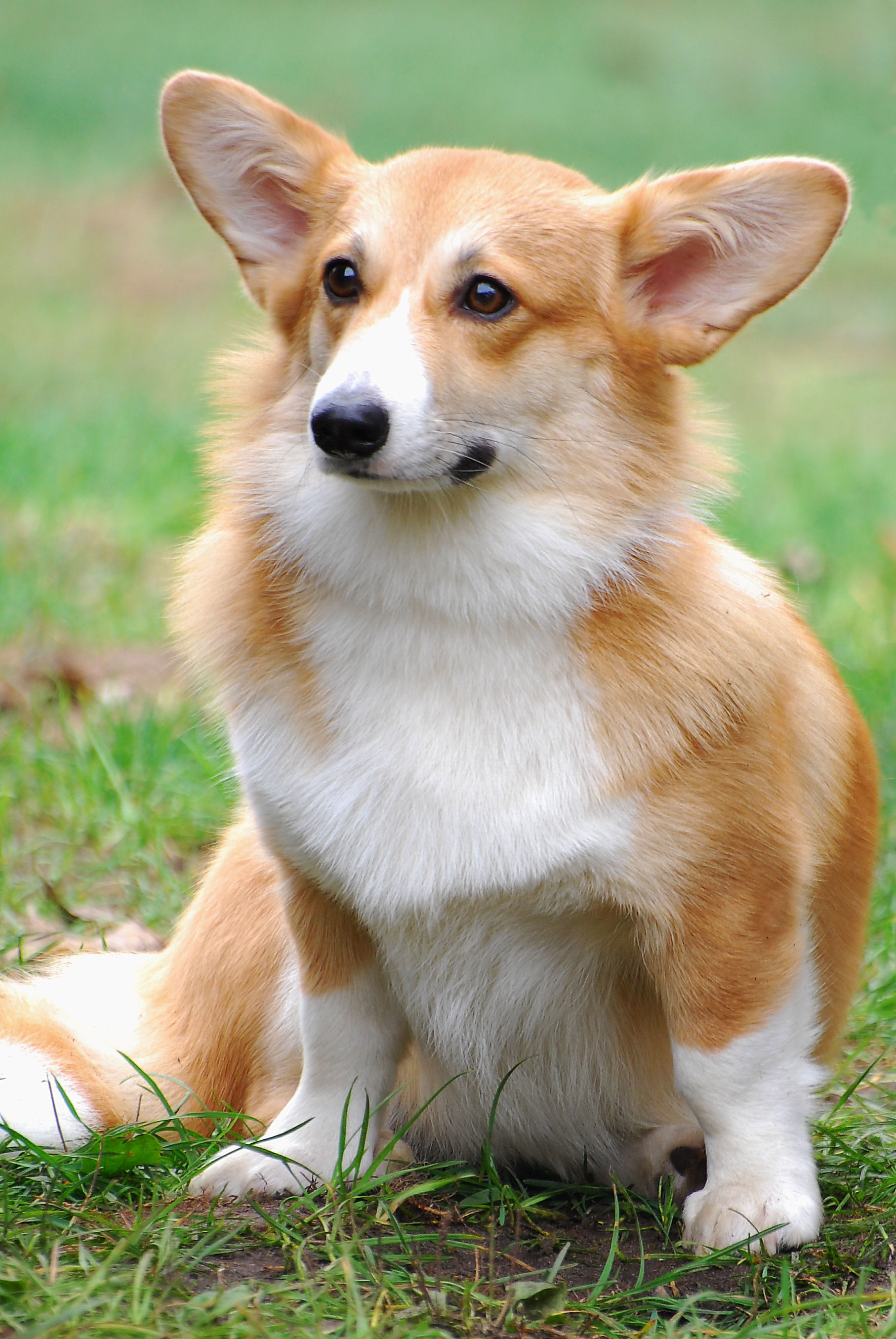 Corgi dog Wallpaper Download