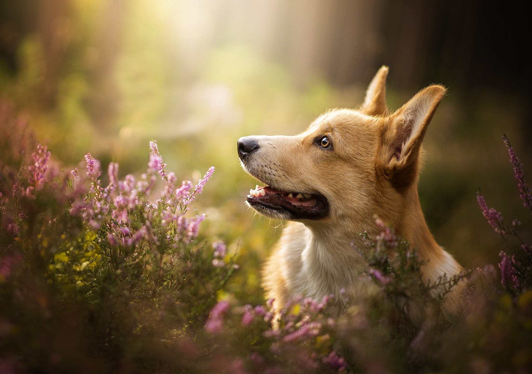 Pembroke Welsh Corgi HD Wallpaper and Background