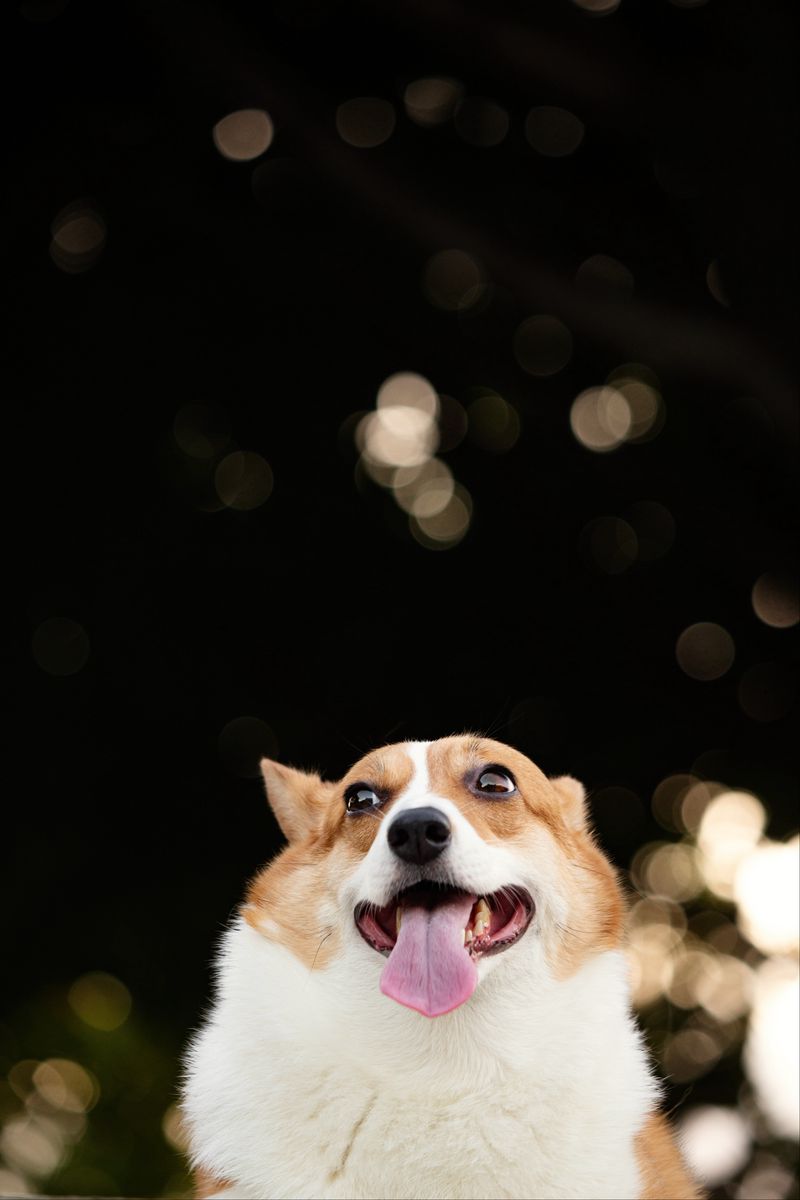 Download Wallpaper 800x1200 Corgi, Dog, Funny, Protruding Tongue, Pet Iphone 4s 4 For Parallax HD Background