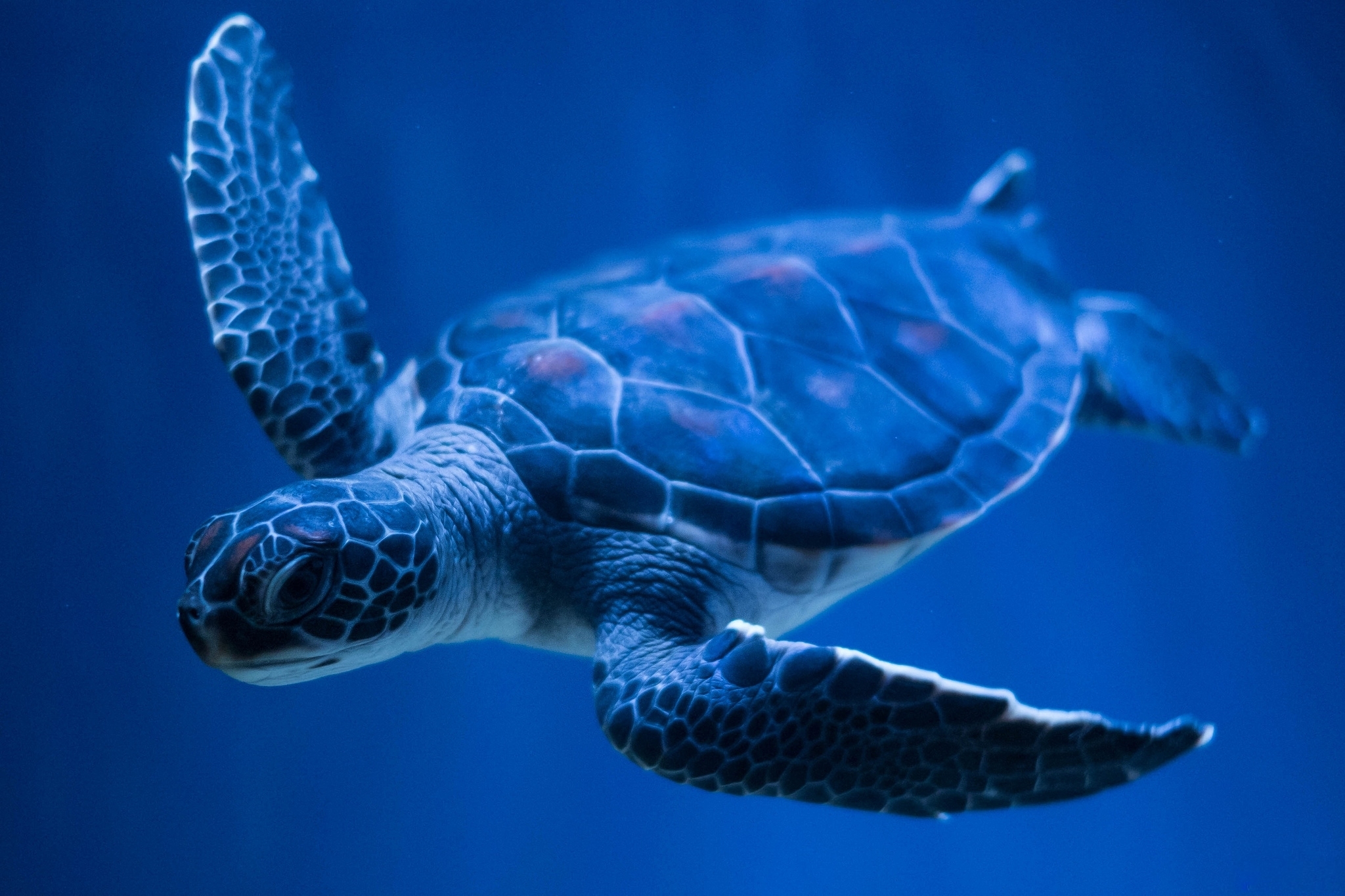 Animal Turtle HD Wallpaper