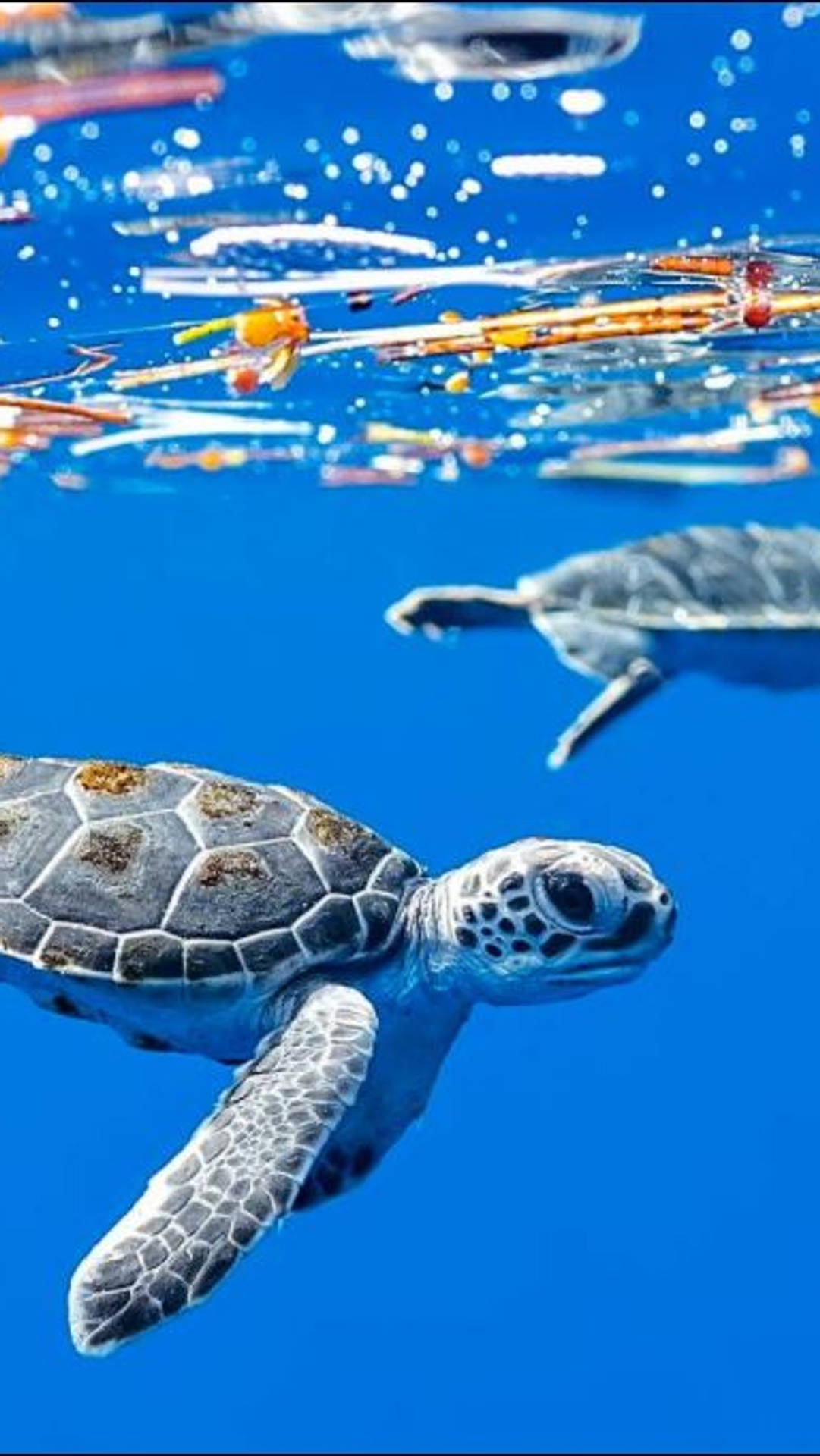Download Two Turtles Swimming In The Ocean With Plastic Bags Wallpaper