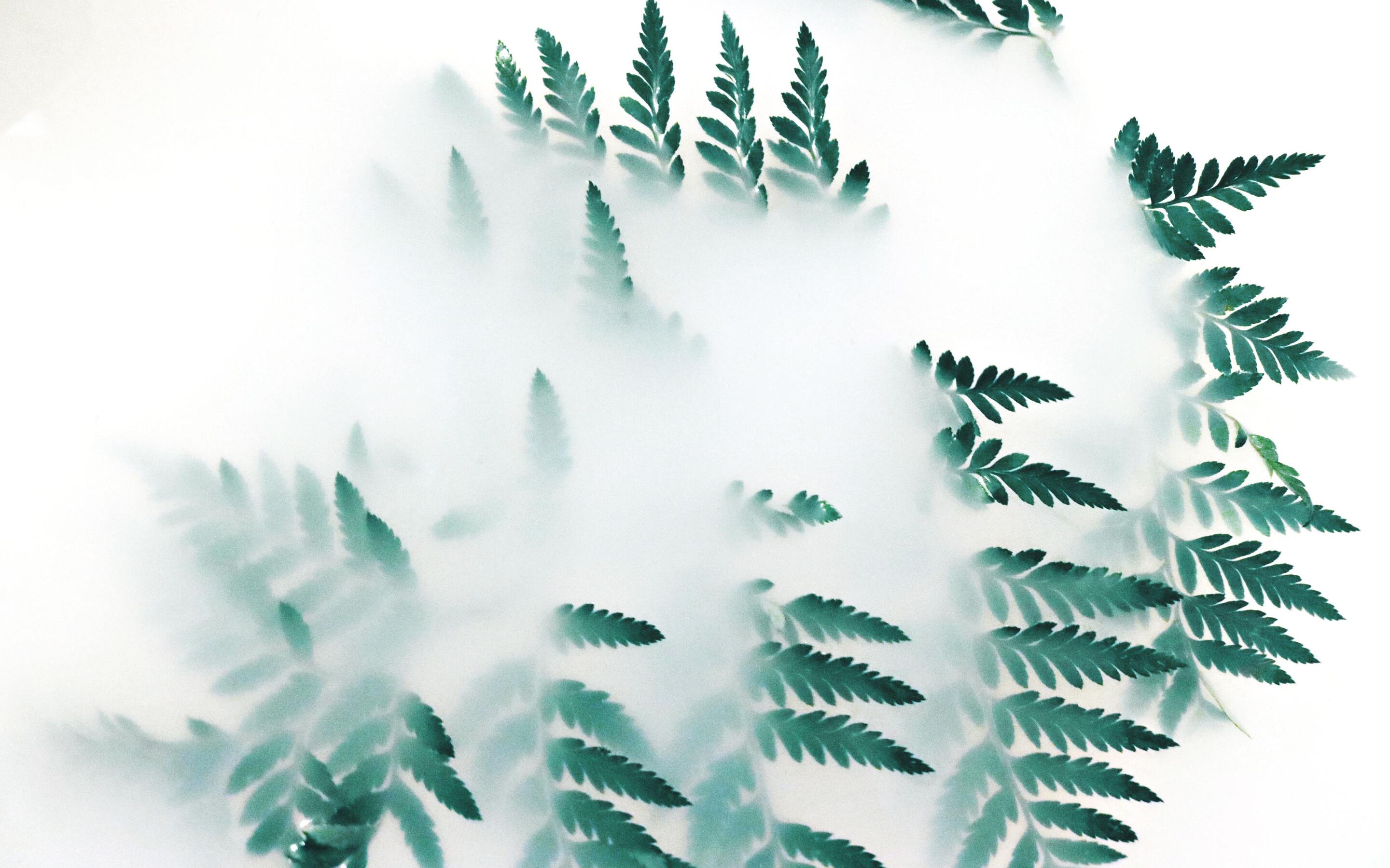 Green Leaf Plants Fog 4k Macbook Pro Retina HD 4k Wallpaper, Image, Background, Photo and Picture
