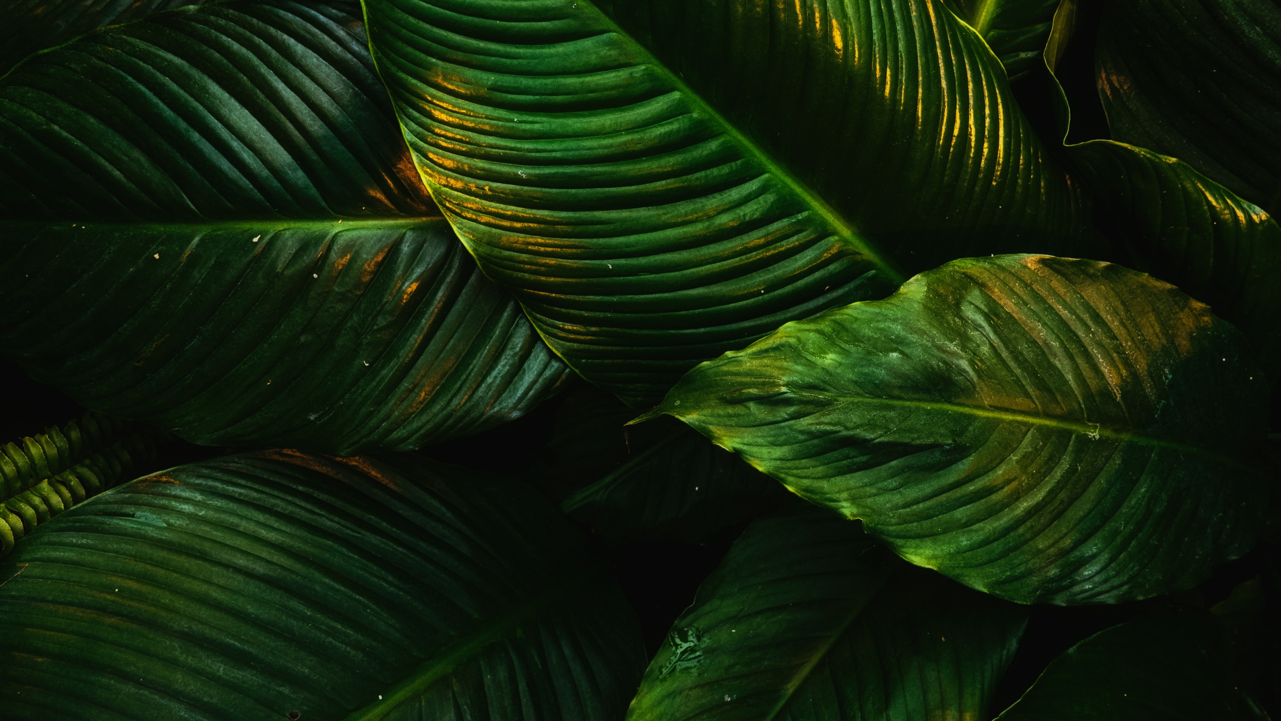 Tropical Wallpaper 4K, Green leaves, Plant, 5K