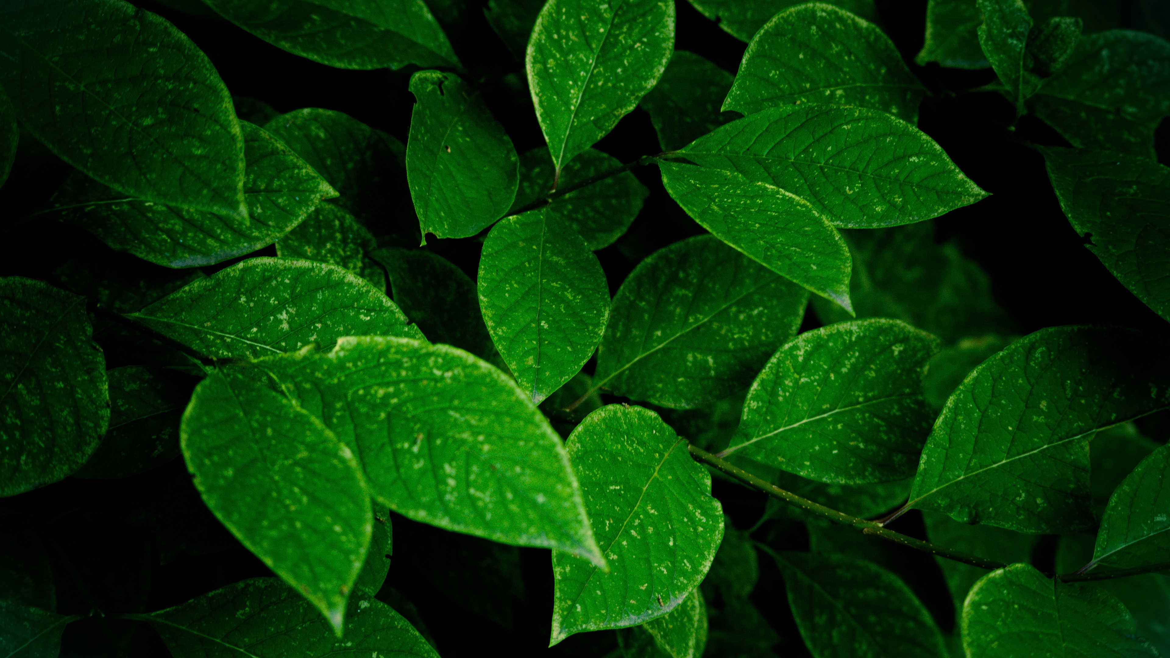 Wallpaper Green leaves, bushes 3840x2160 UHD 4K Picture, Image