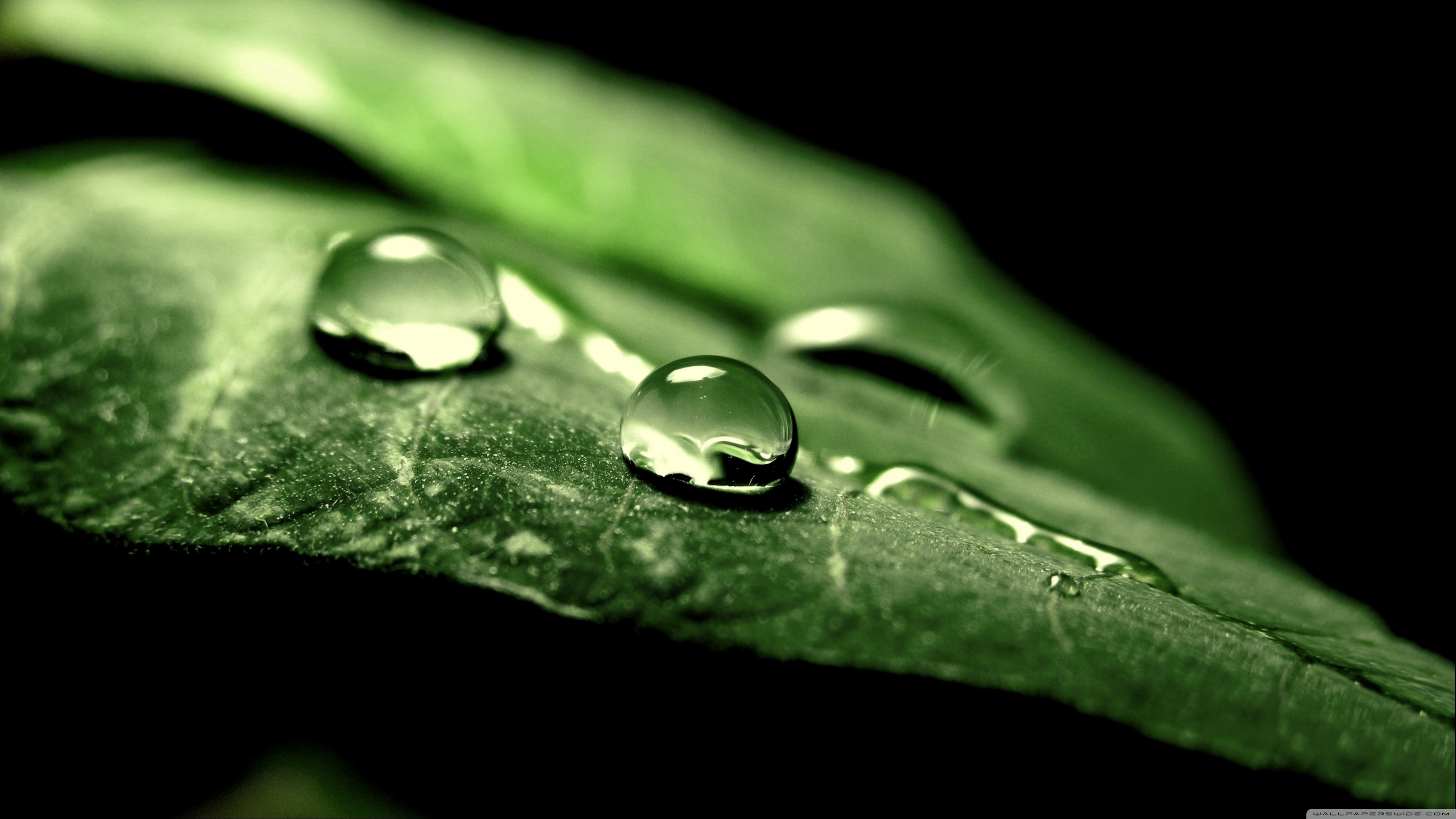 Wet Green Leaf, Macro Ultra HD Desktop Background Wallpaper for 4K UHD TV, Tablet