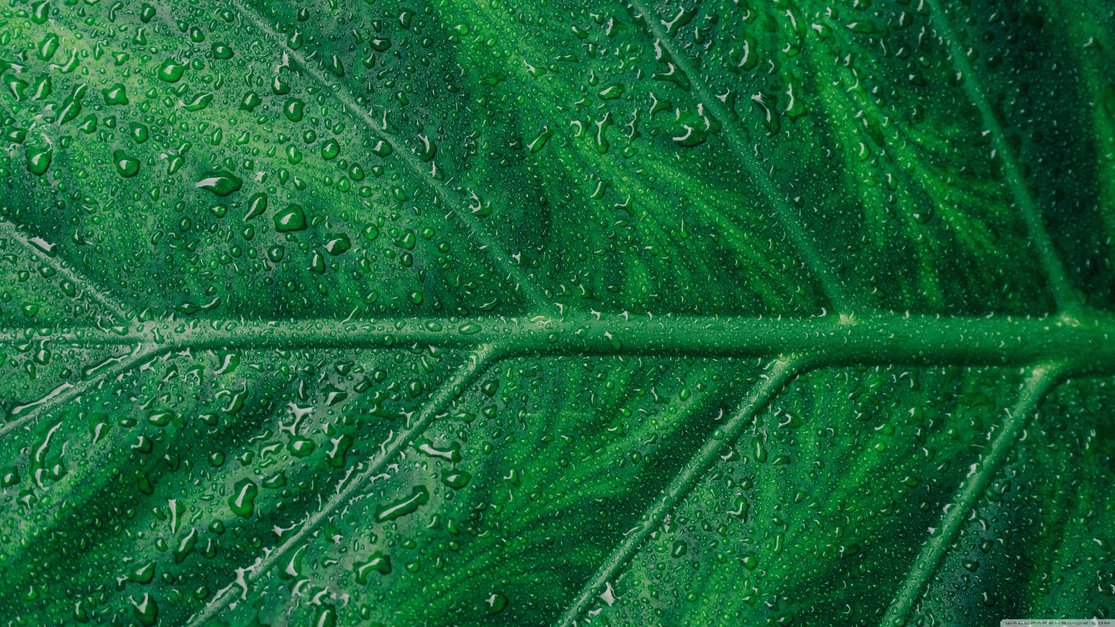Green Leaf Aesthetic 4K UHD Wallpaper for UltraHD Desktop and TV, Widescreen and UltraWide Display, Smartphone and Tablet Devices