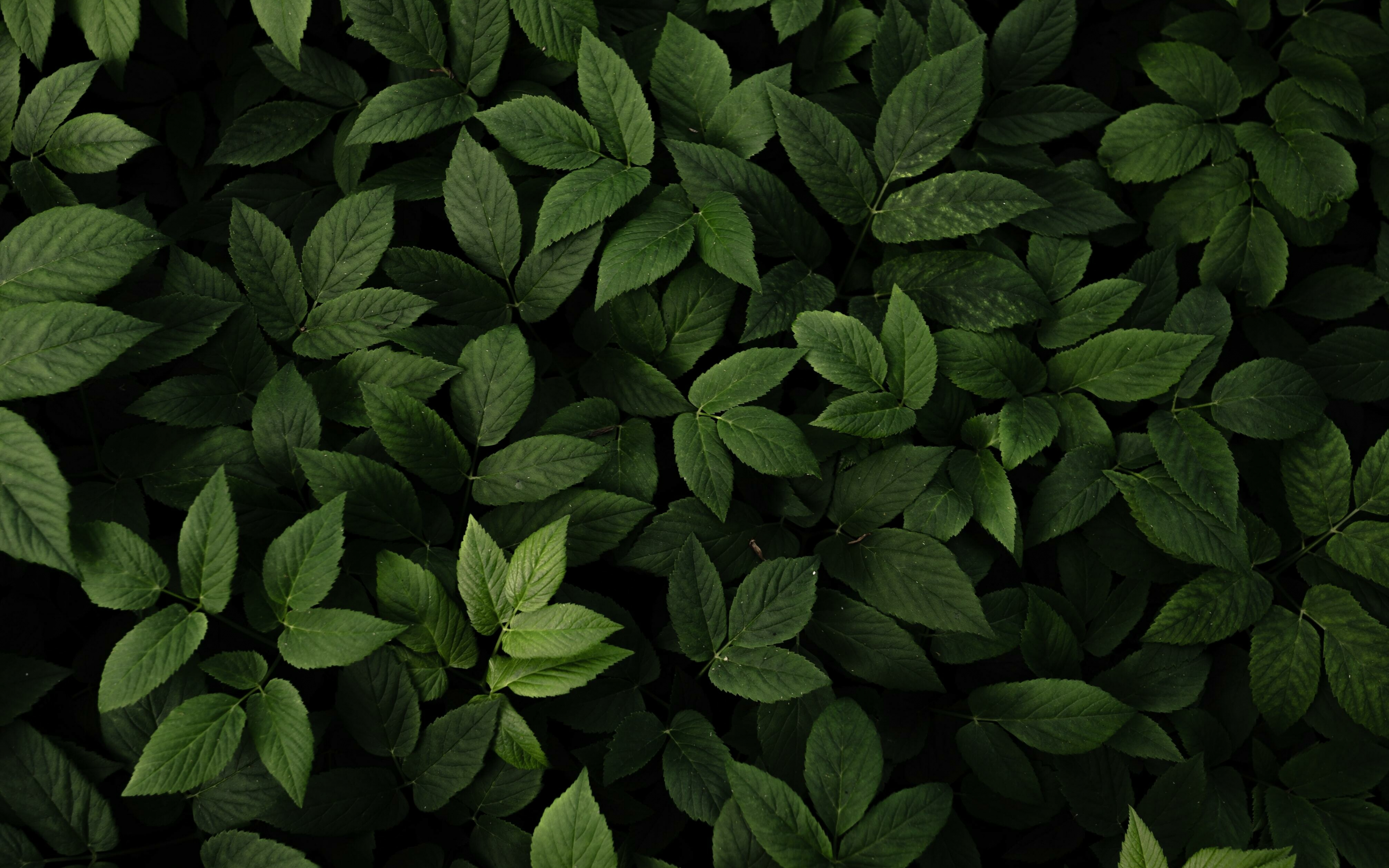 Download wallpaper 3840x2400 green leaves, fresh and green, plants 4k wallaper, 4k ultra HD 16:10 wallpaper, 3840x2400 HD background, 28168