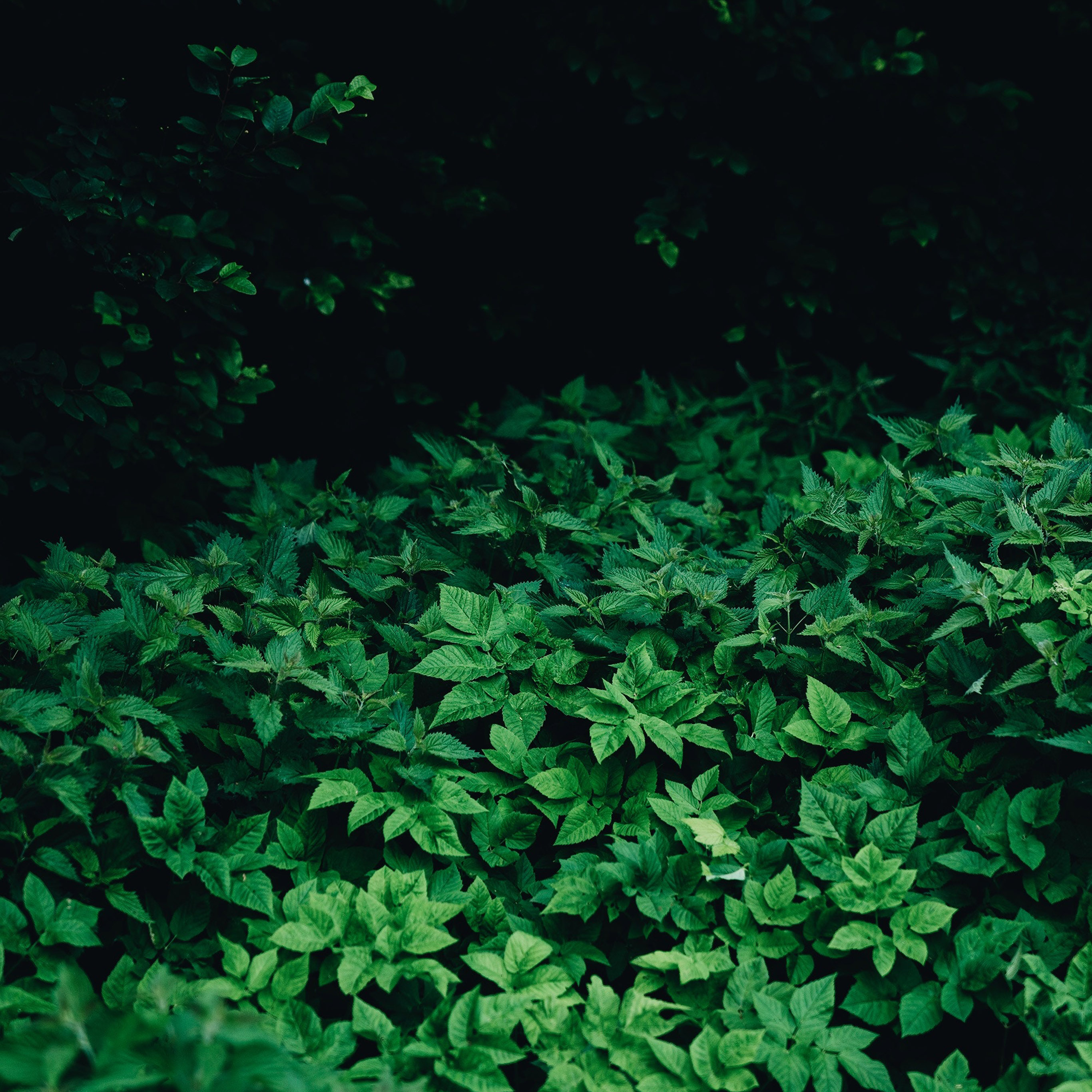 Leaf Wood Mountain Flower Green Nature Wallpaper