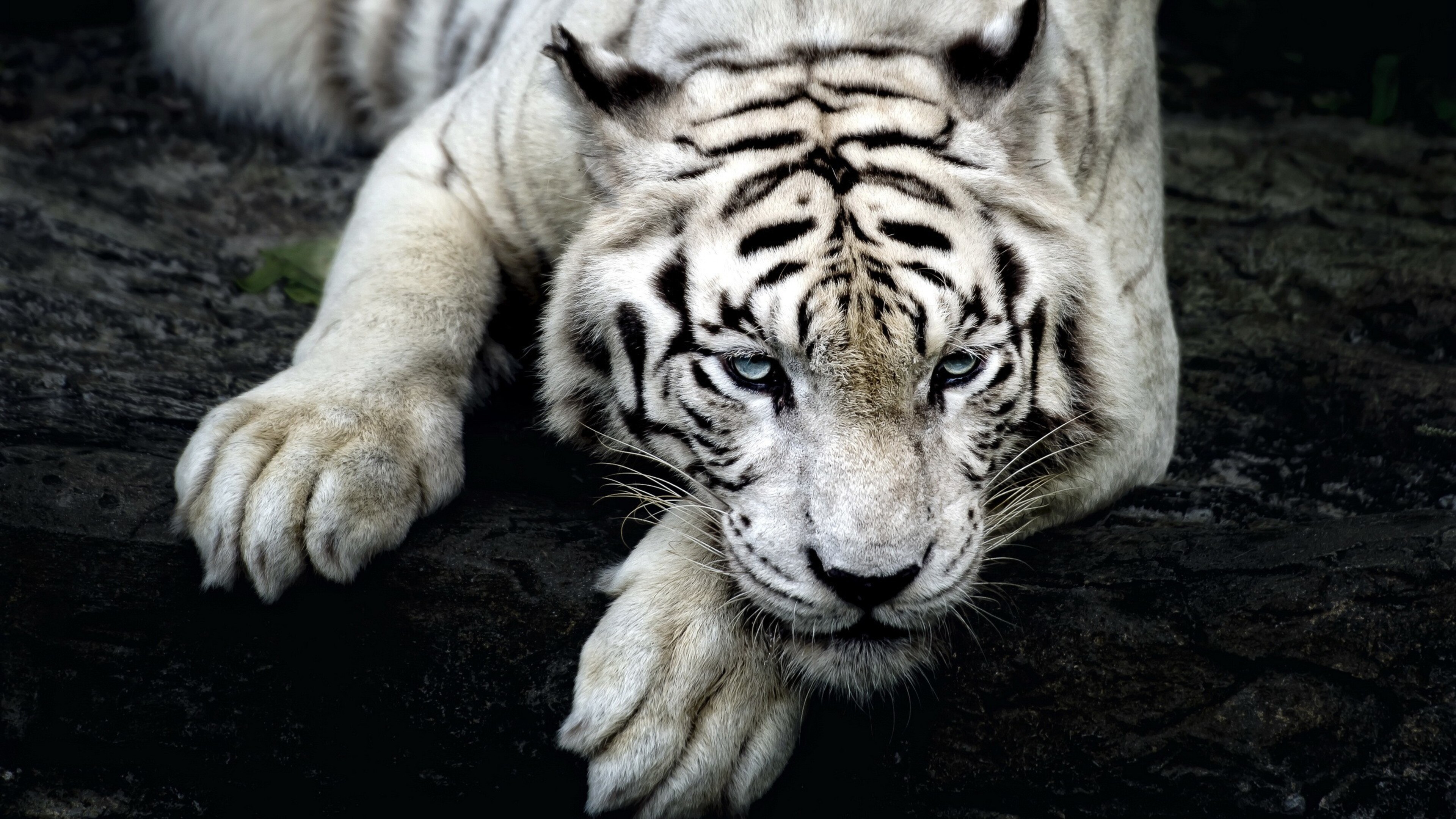 Big White Tiger 4k HD 4k Wallpaper, Image, Background, Photo and Picture