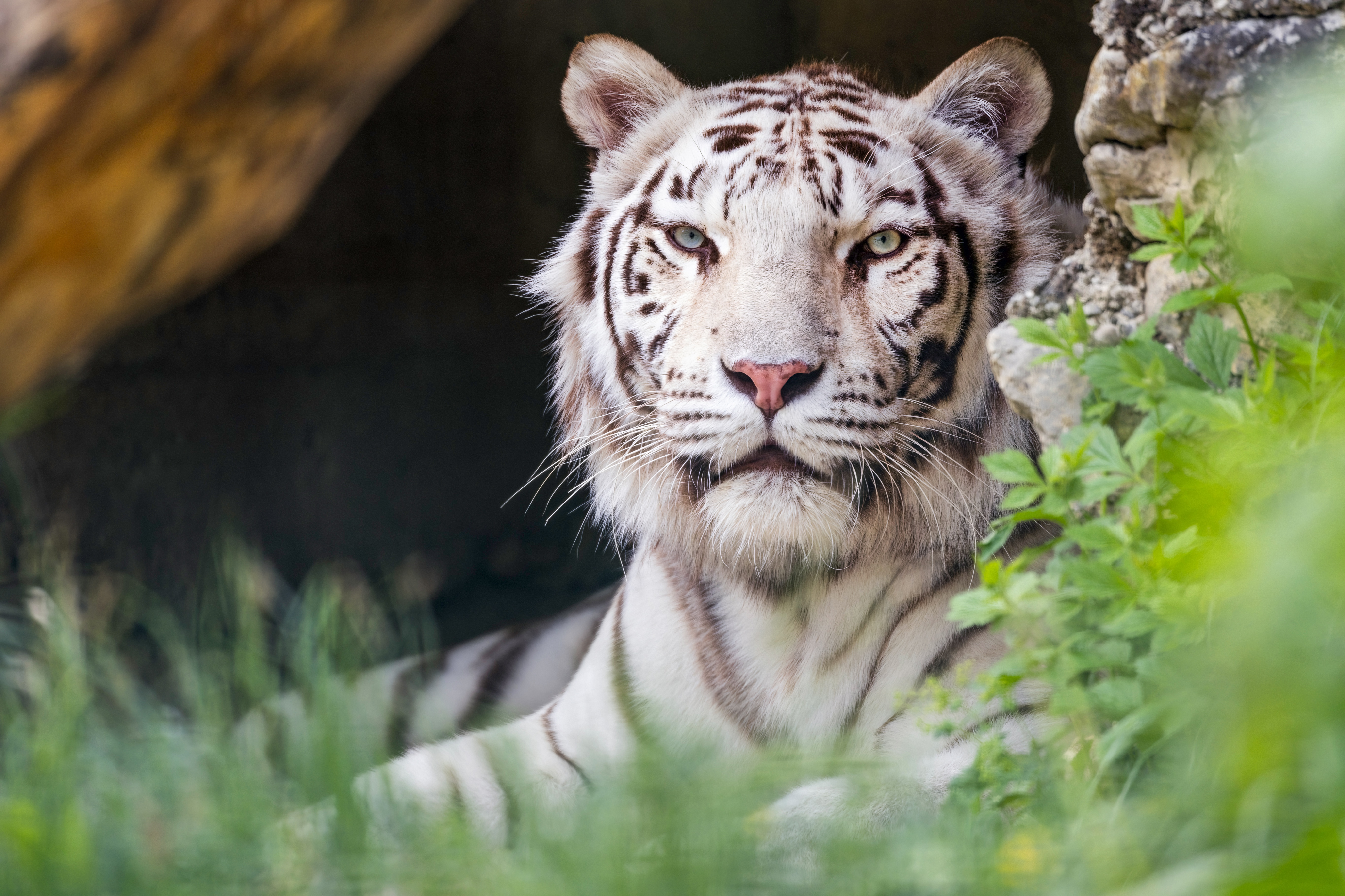 Animal White Tiger 4k Ultra HD Wallpaper